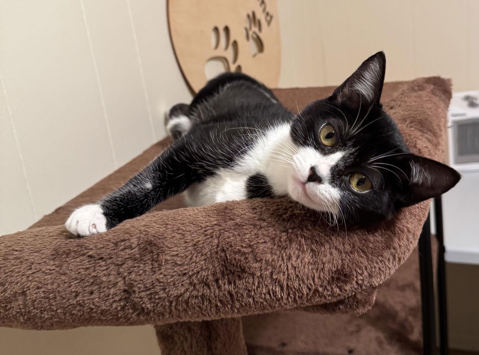 Junie, a Adoptable Domestic Short Hair in Hammond, LA image 2/3