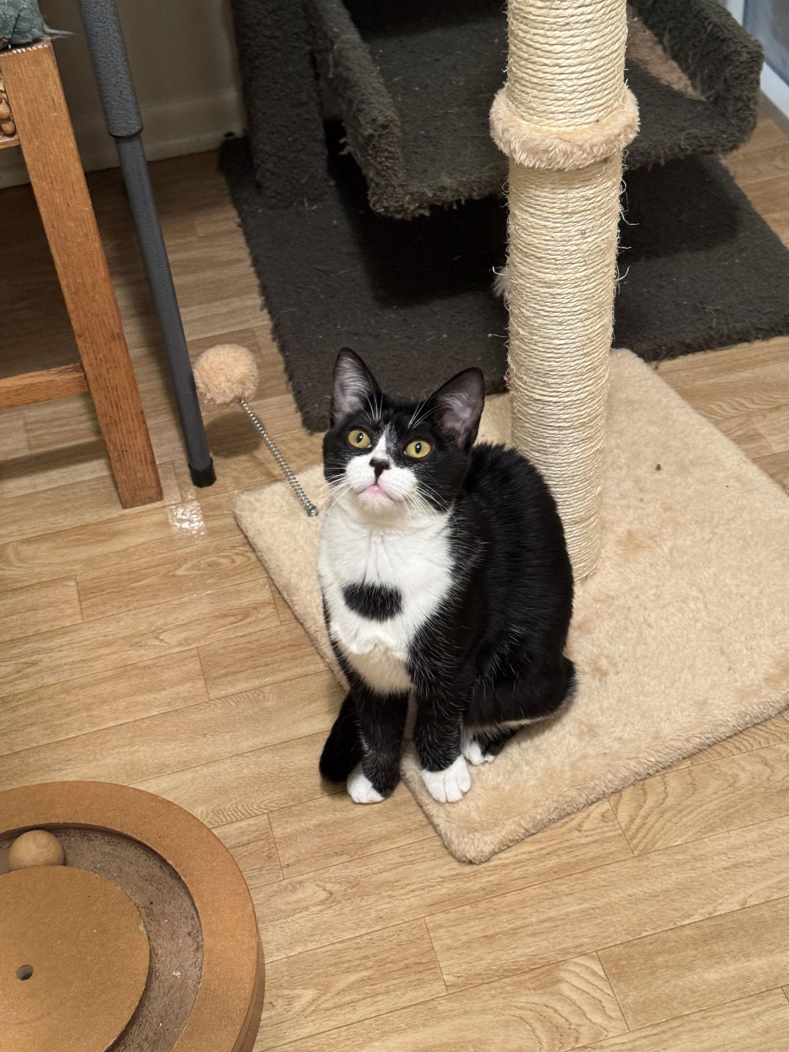 Junie, a Adoptable Domestic Short Hair in Hammond, LA image 3/3