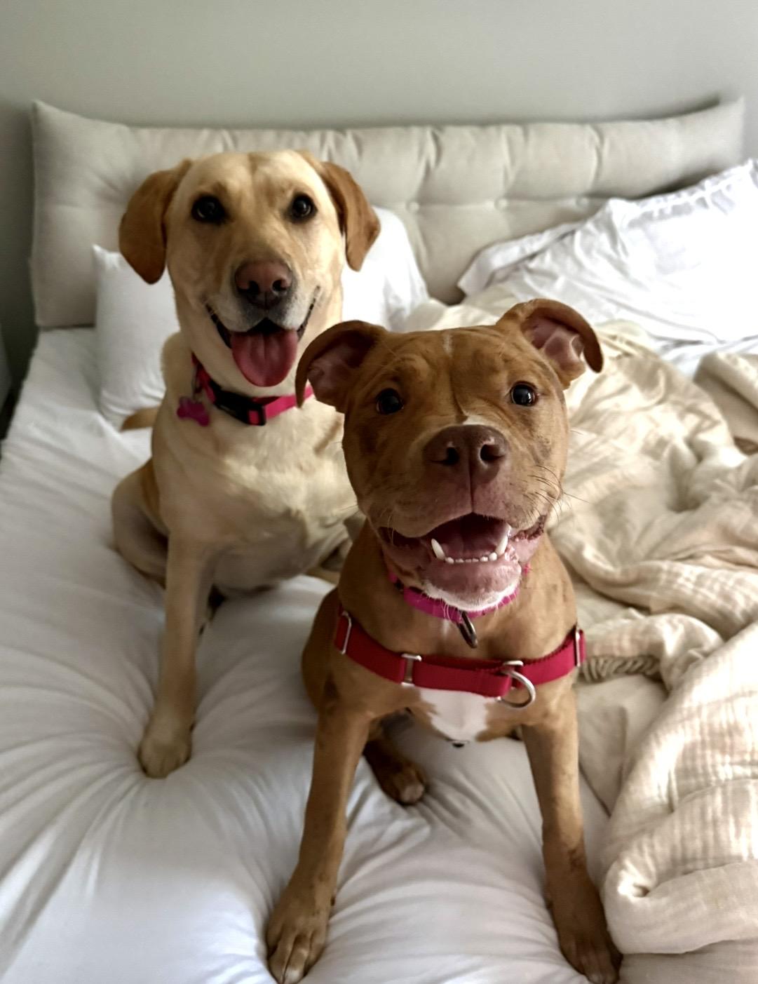 Enlarge Rosie, an adopted mixed breed in Cohoes, NY image 2/5