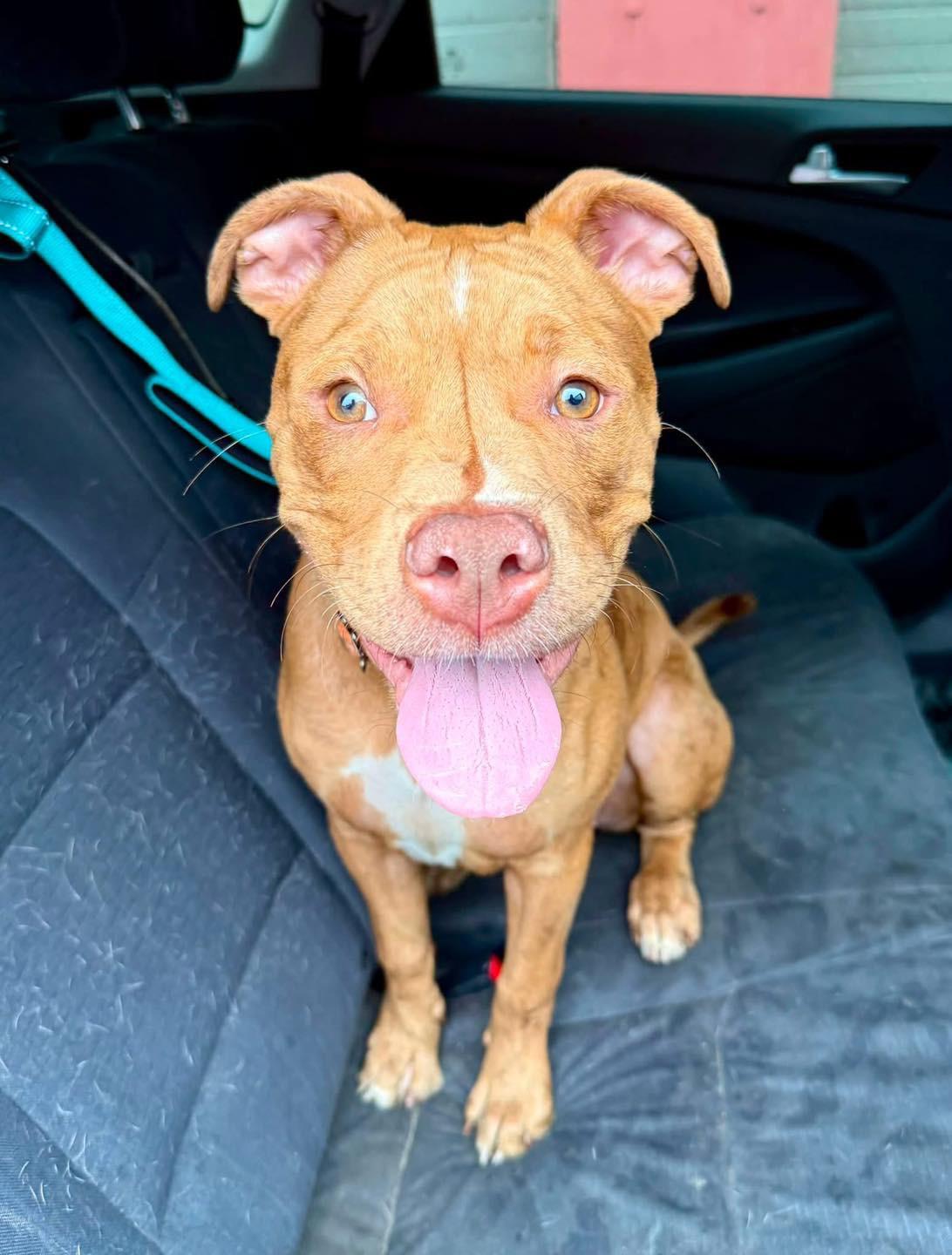 Enlarge Rosie, an adopted mixed breed in Cohoes, NY image 1/5