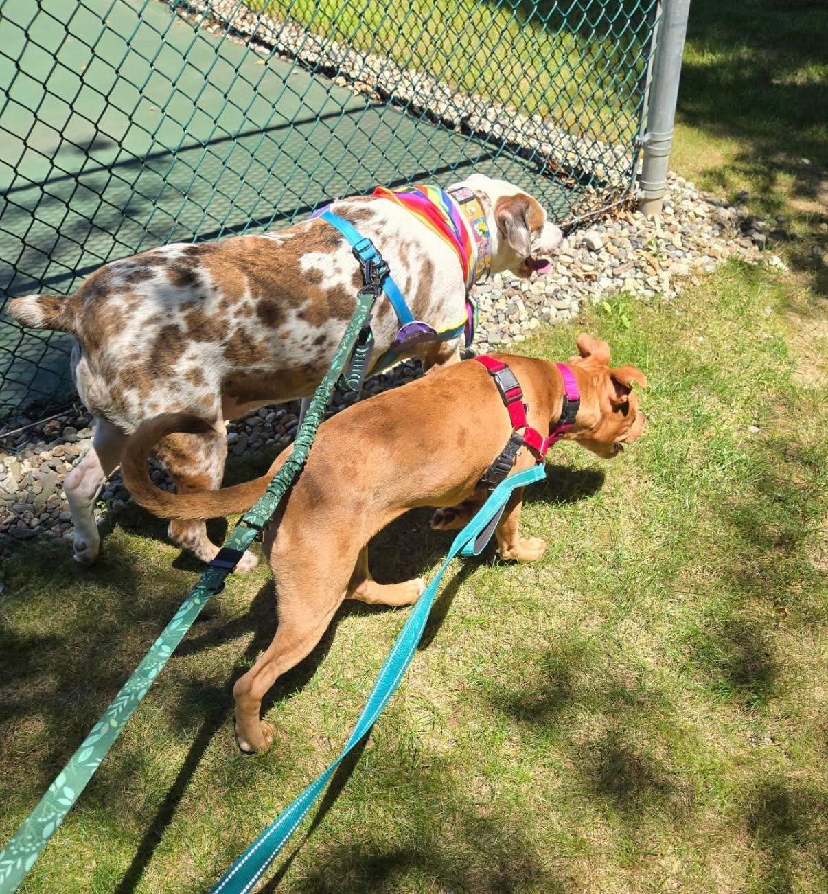 Enlarge Rosie, an adopted mixed breed in Cohoes, NY image 3/5