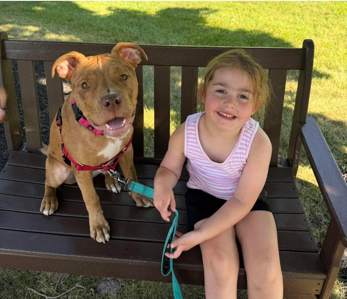 Enlarge Rosie, an adopted mixed breed in Cohoes, NY image 4/5