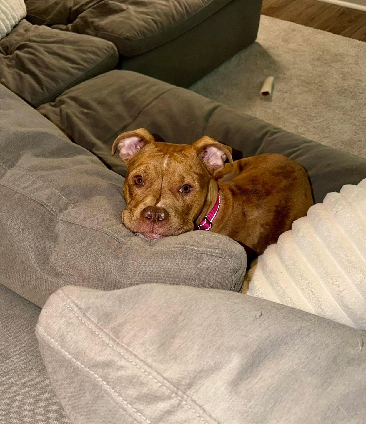 Enlarge Rosie, an adopted mixed breed in Cohoes, NY image 5/5