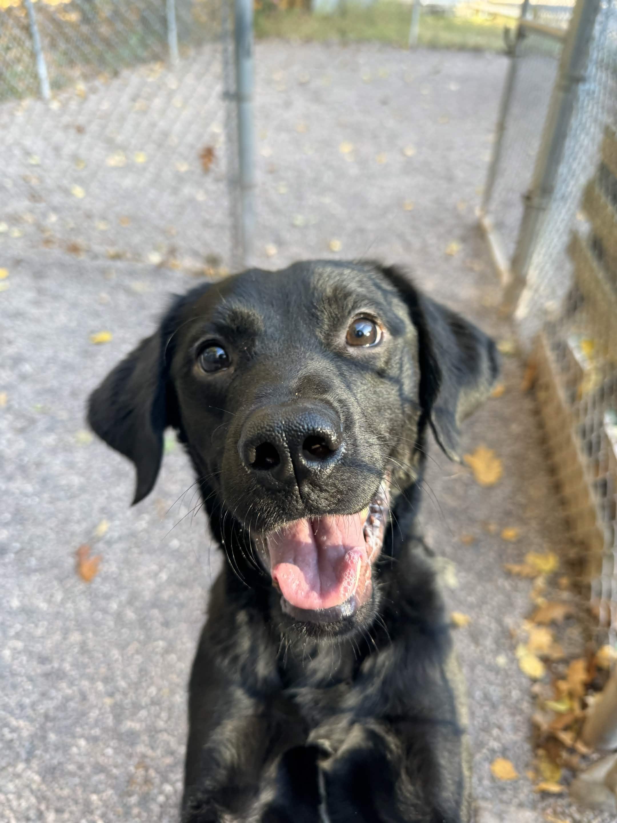 Enlarge Smokey, a Adoptable Mixed Breed in Houghton, MI image 4/5