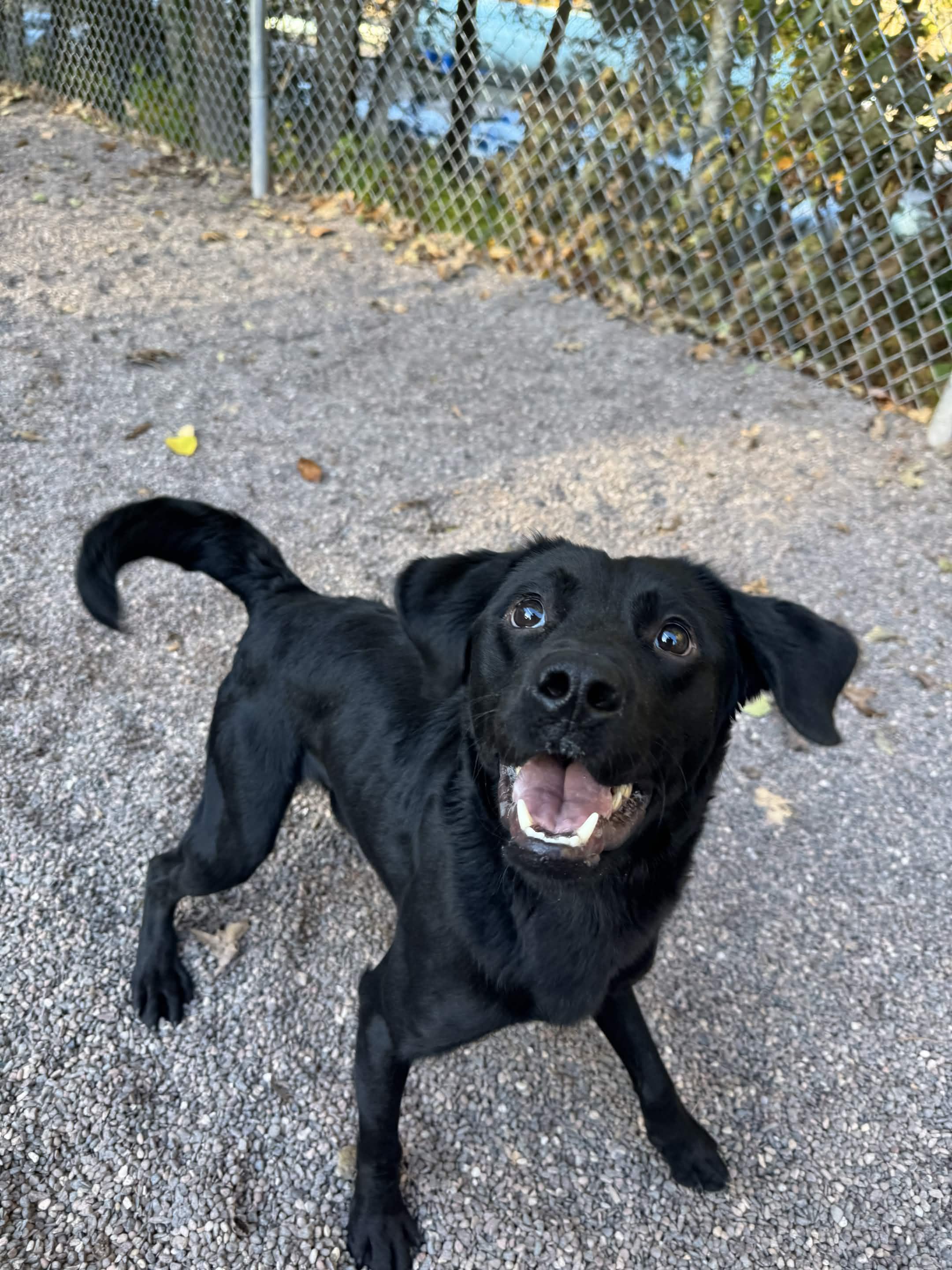 Enlarge Smokey, a Adoptable Mixed Breed in Houghton, MI image 5/5