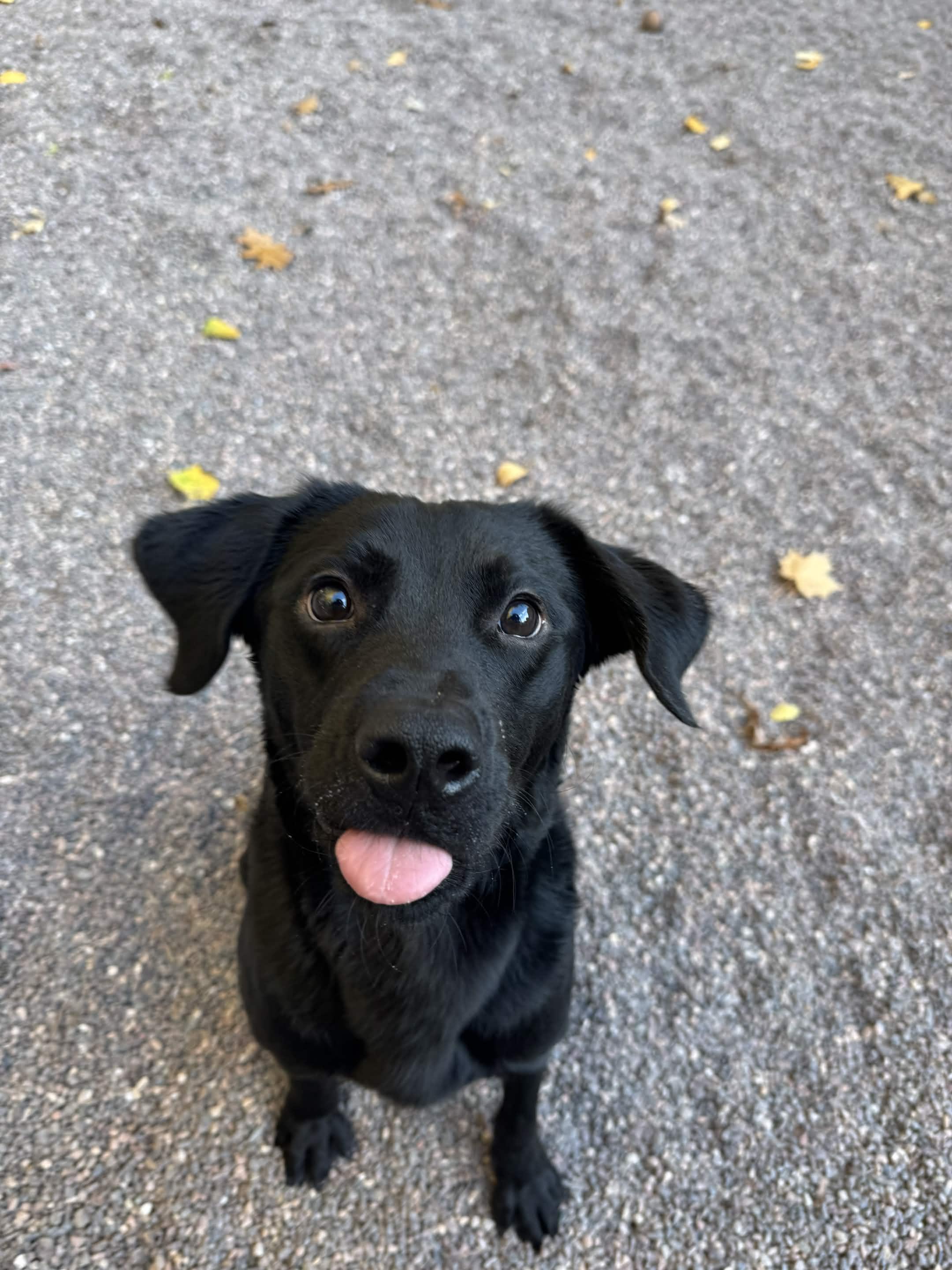 Enlarge Smokey, a Adoptable Mixed Breed in Houghton, MI image 3/5