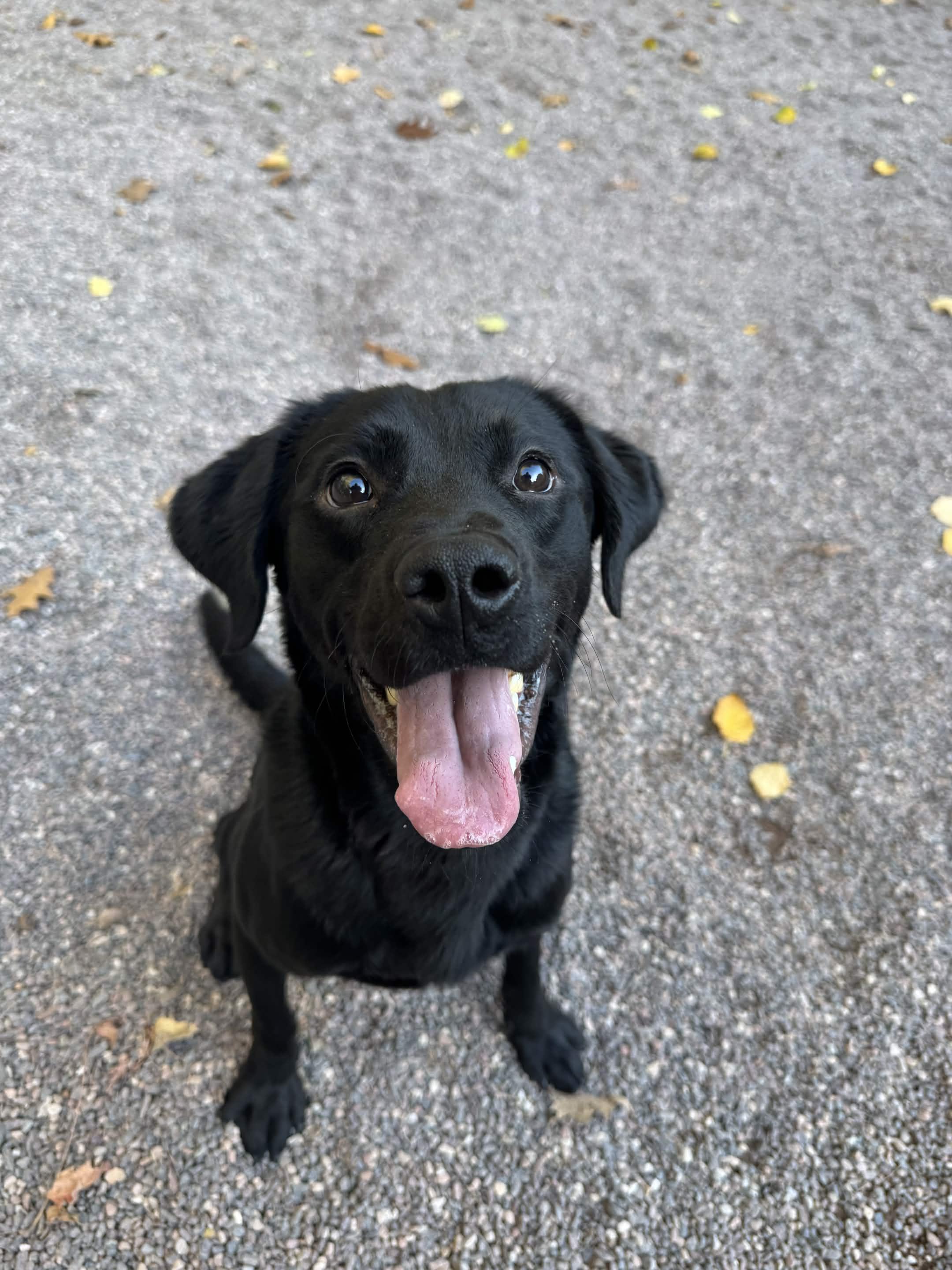 Smokey, Adoptable, Young Male Mixed Breed.