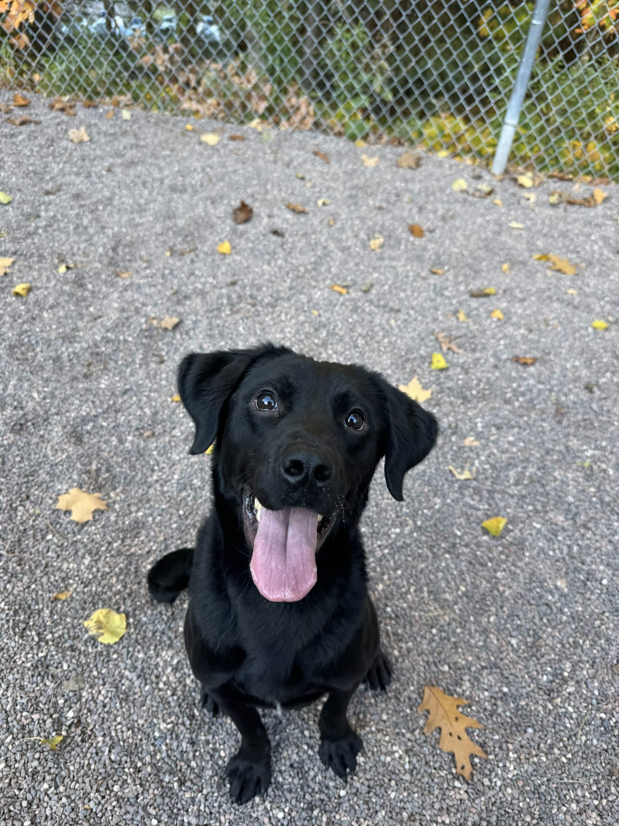Enlarge Smokey, a Adoptable Mixed Breed in Houghton, MI image 2/5