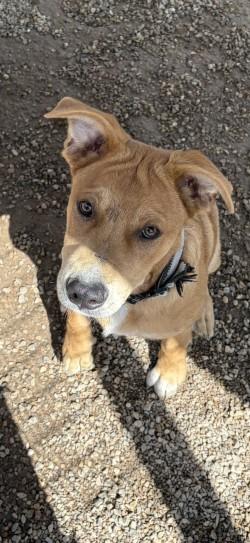 Enlarge Dan, a ADOPTABLE Mixed Breed in Joshua, TX image 1/1