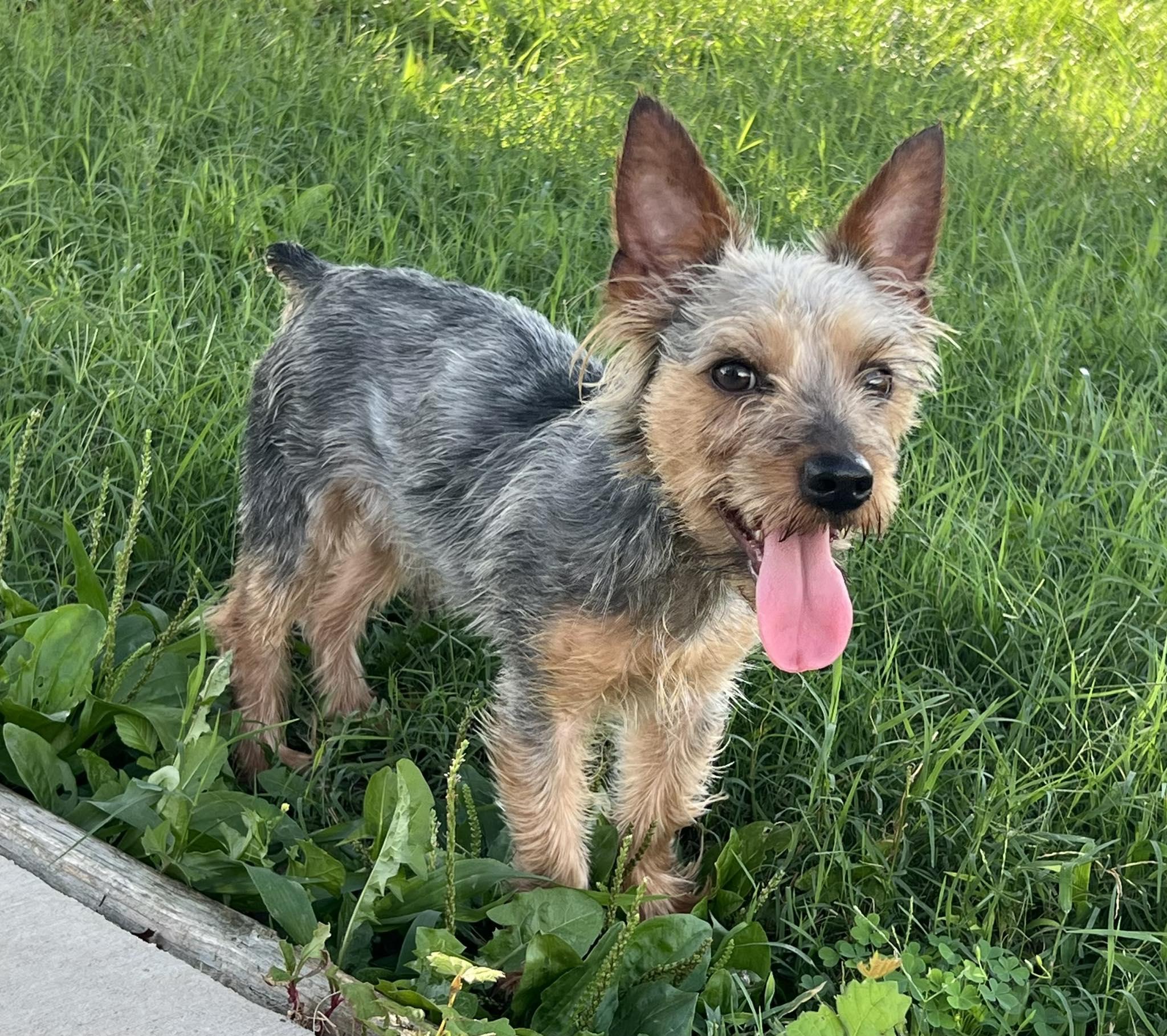 Courtesy Posting Ziggy