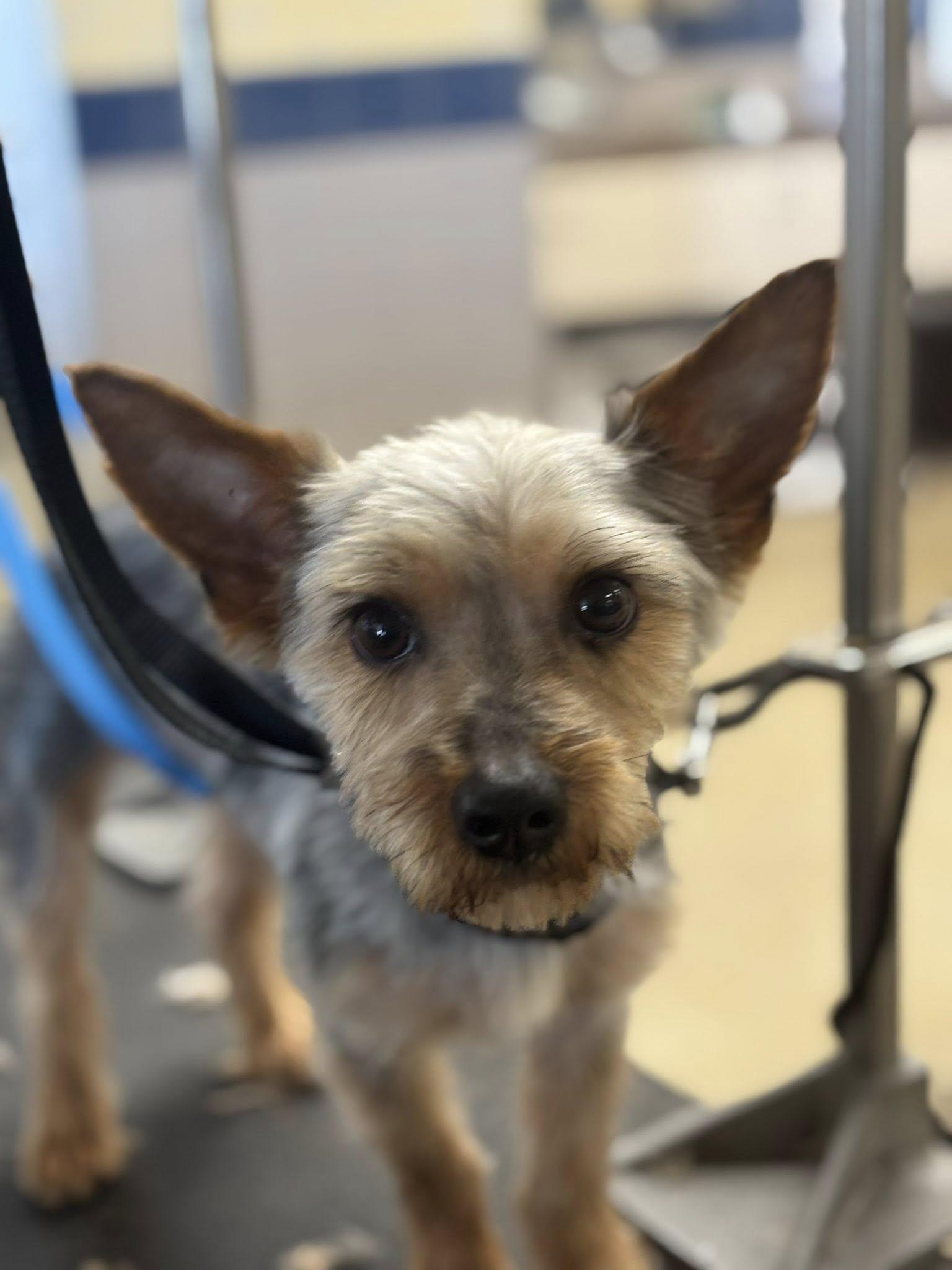 Courtesy Posting Ziggy