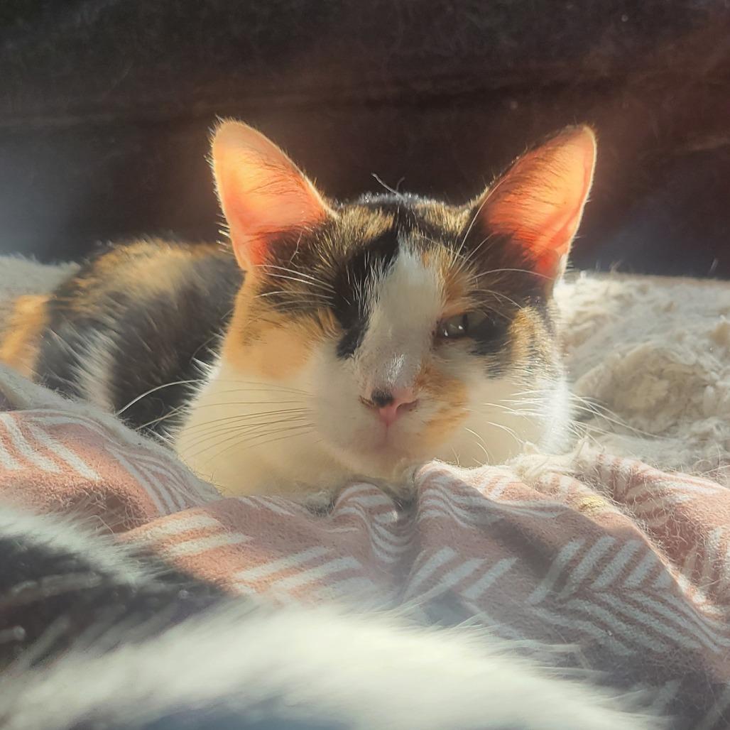 Enlarge Midge, a Adoptable Domestic Short Hair in Portage, MI image 2/2