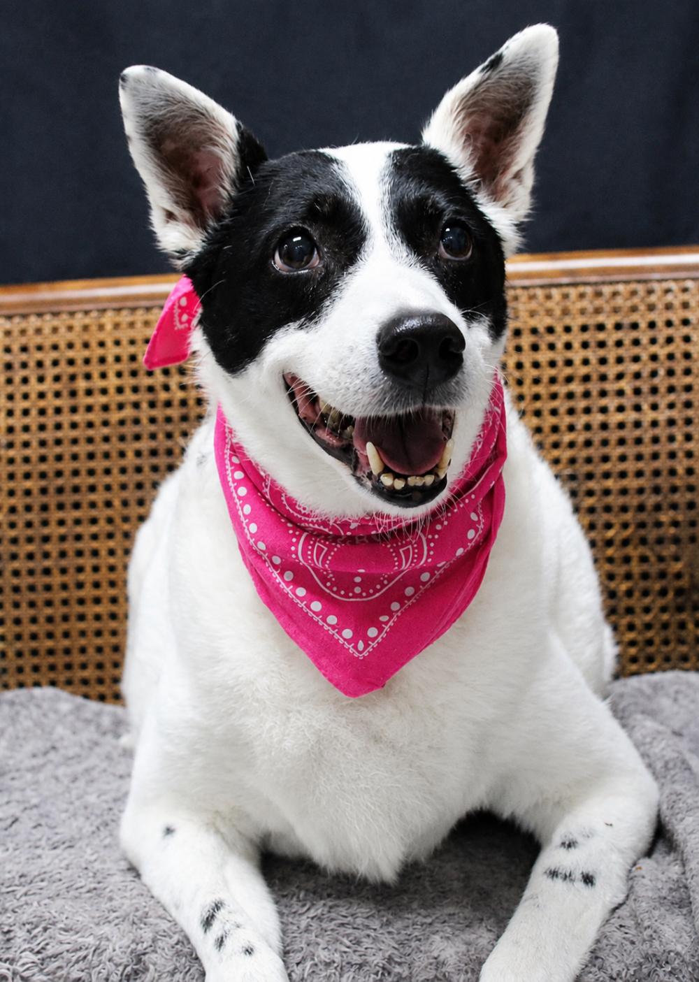 Enlarge Sadie, a ADOPTABLE mixed breed in Cheboygan, MI image 5/6