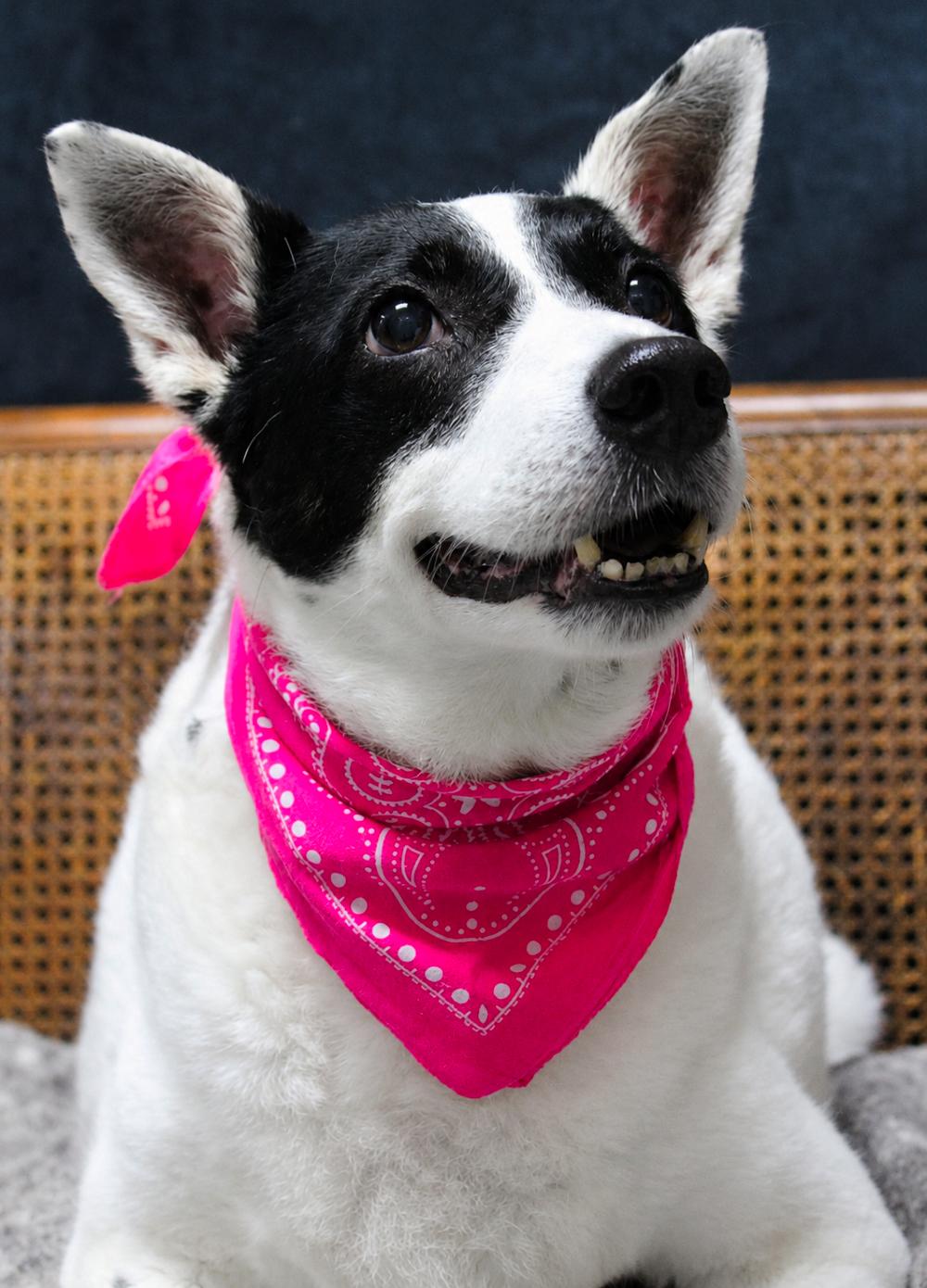 Enlarge Sadie, a ADOPTABLE mixed breed in Cheboygan, MI image 4/6