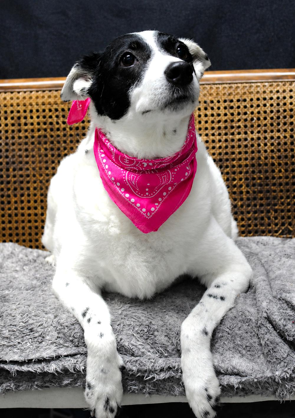 Enlarge Sadie, a ADOPTABLE mixed breed in Cheboygan, MI image 6/6