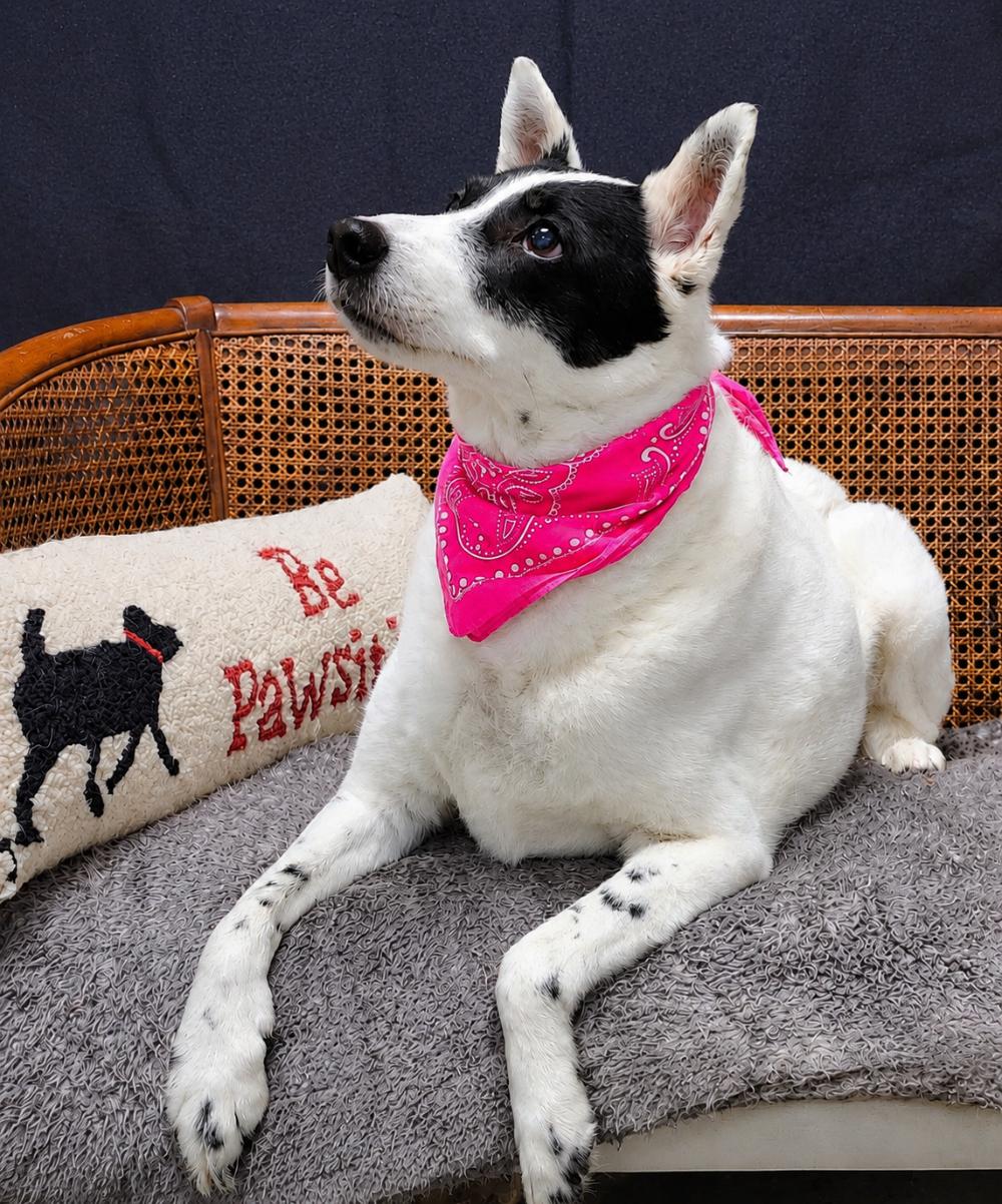 Enlarge Sadie, a ADOPTABLE mixed breed in Cheboygan, MI image 2/6