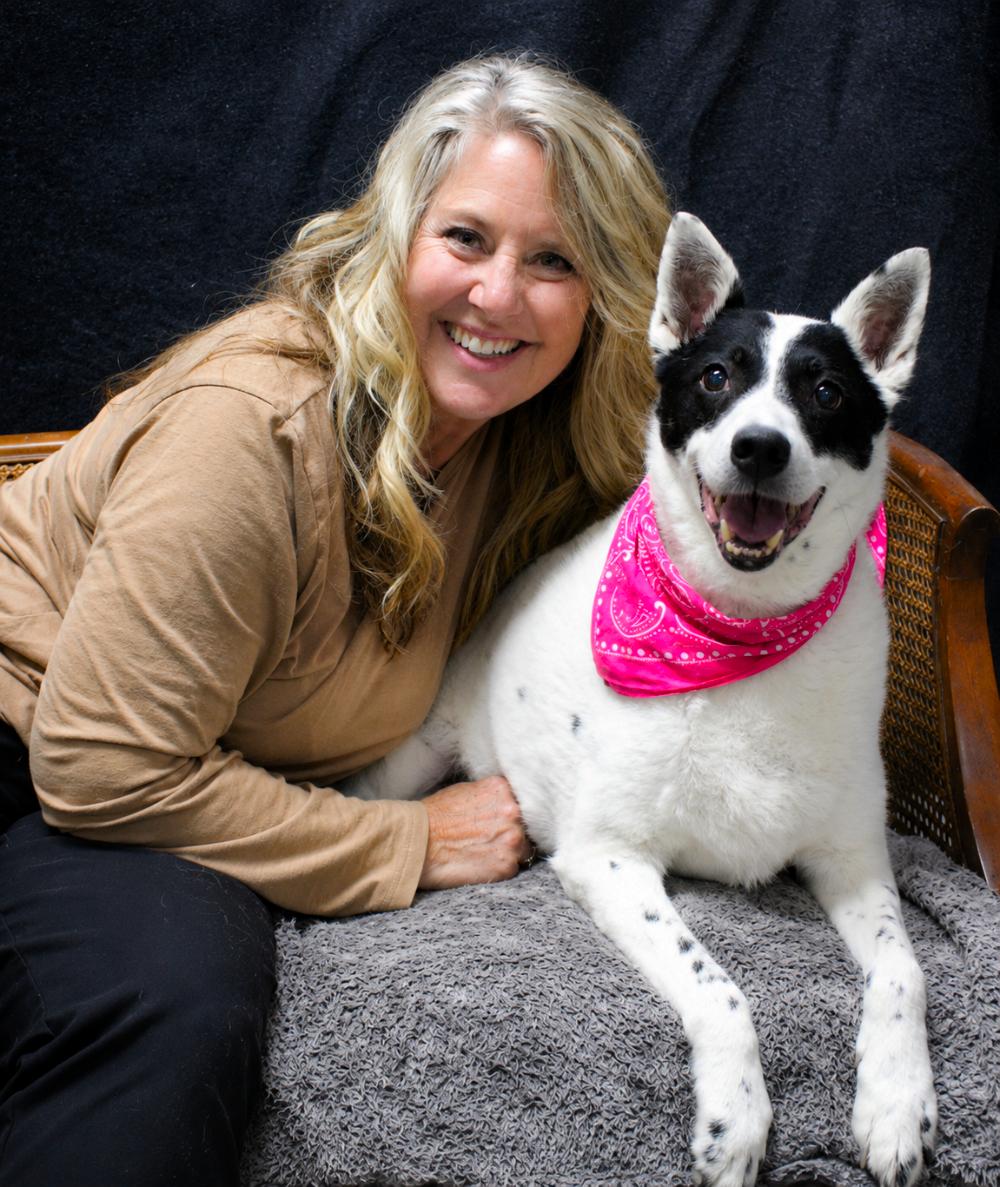 Sadie, ADOPTABLE, Senior Female Cattle Dog.