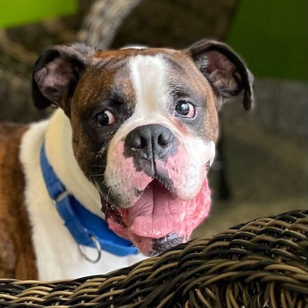 Enlarge Sarge, an adopted Boxer in Jackson, MI image 6/6