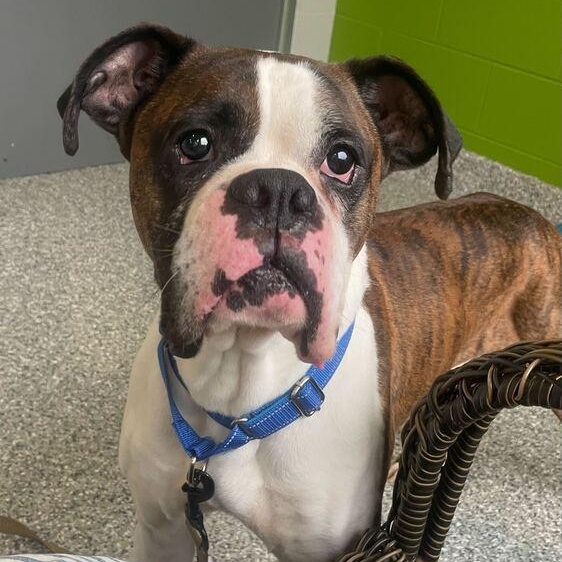 Enlarge Sarge, an adopted Boxer in Jackson, MI image 2/6