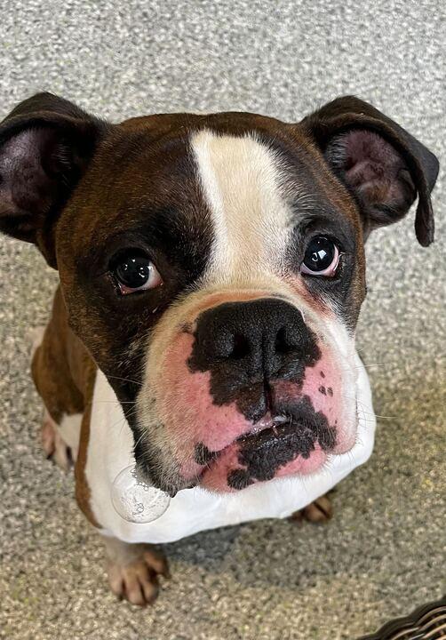 Enlarge Sarge, an adopted Boxer in Jackson, MI image 3/6