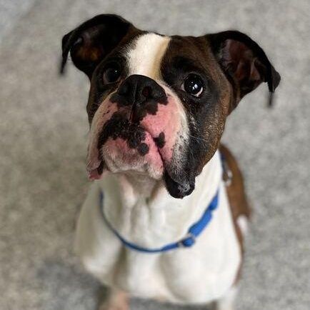 Sarge, adopted, Adult Male Boxer.