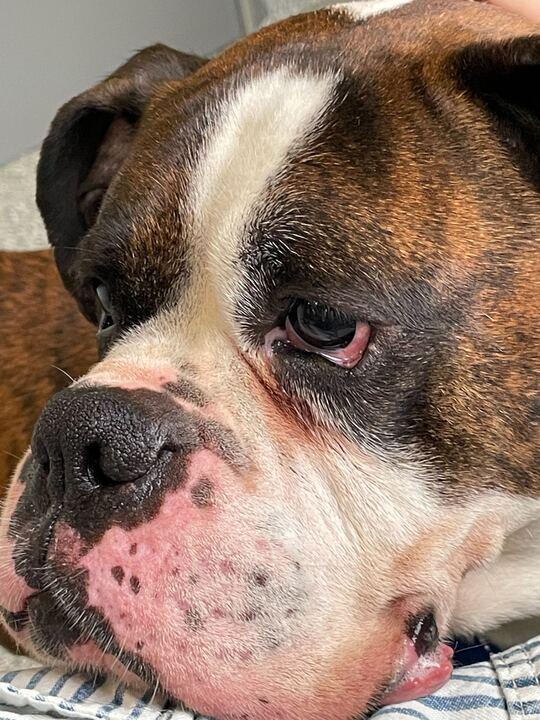 Enlarge Sarge, an adopted Boxer in Jackson, MI image 5/6