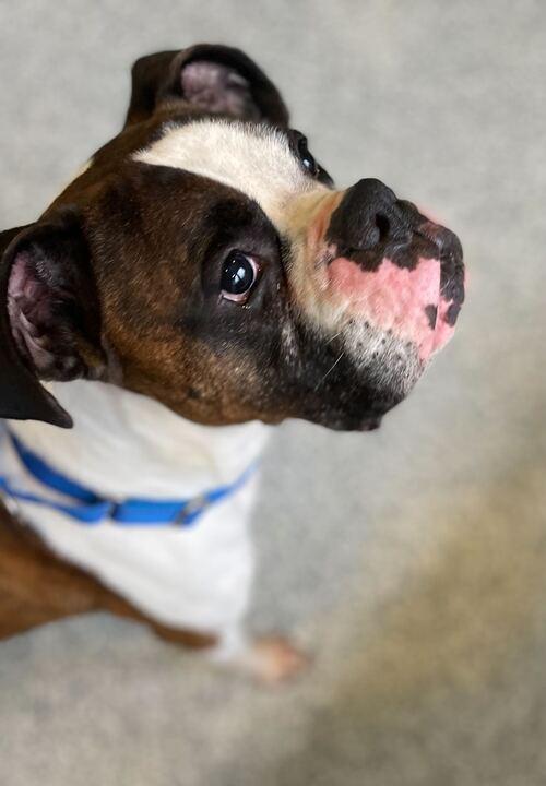 Enlarge Sarge, an adopted Boxer in Jackson, MI image 4/6