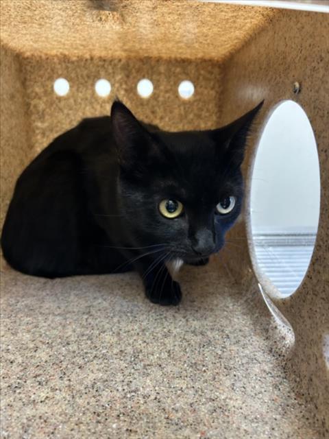 Enlarge TOOTHLESS, a Adoptable Domestic Short Hair in Norco, CA image 1/1