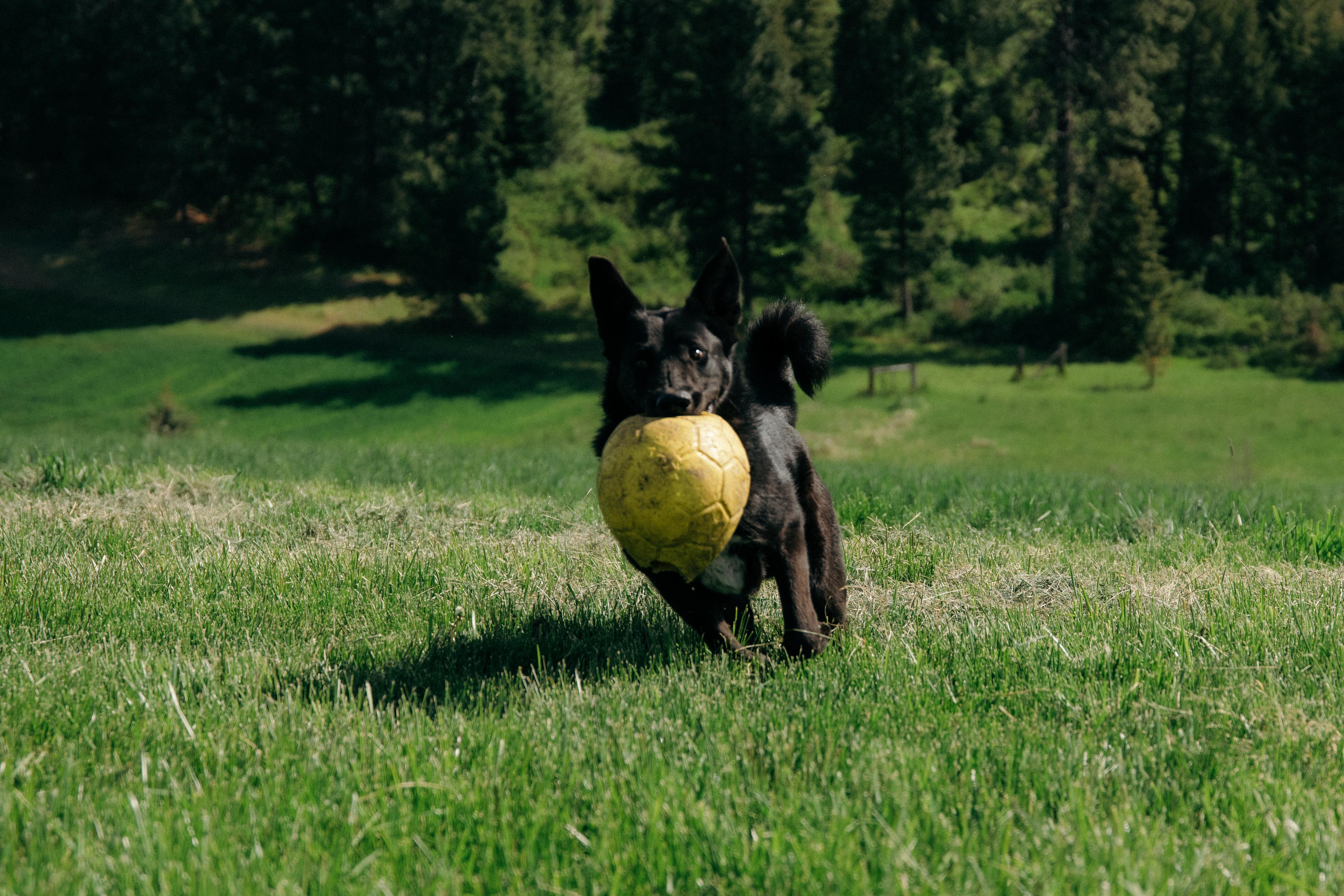 Enlarge Eb, an adoptable mixed breed in COEUR D ALENE, ID image 4/6