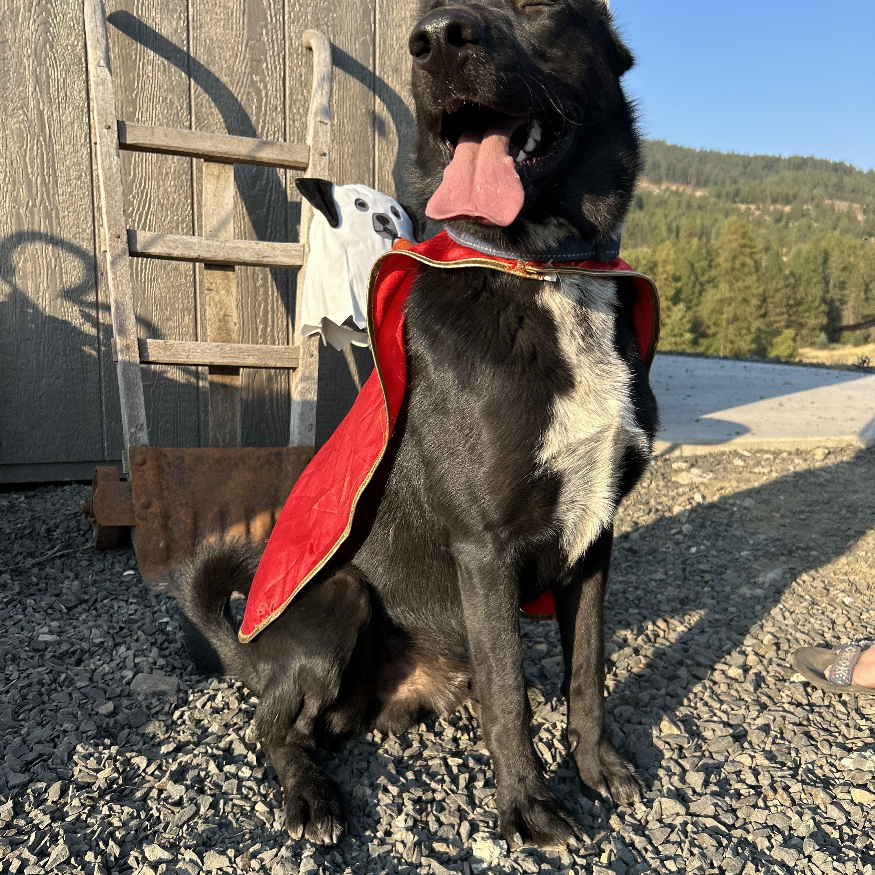 Eb, an adoptable German Shepherd Dog, Border Collie in COEUR D ALENE, ID, 83814 | Photo Image 6