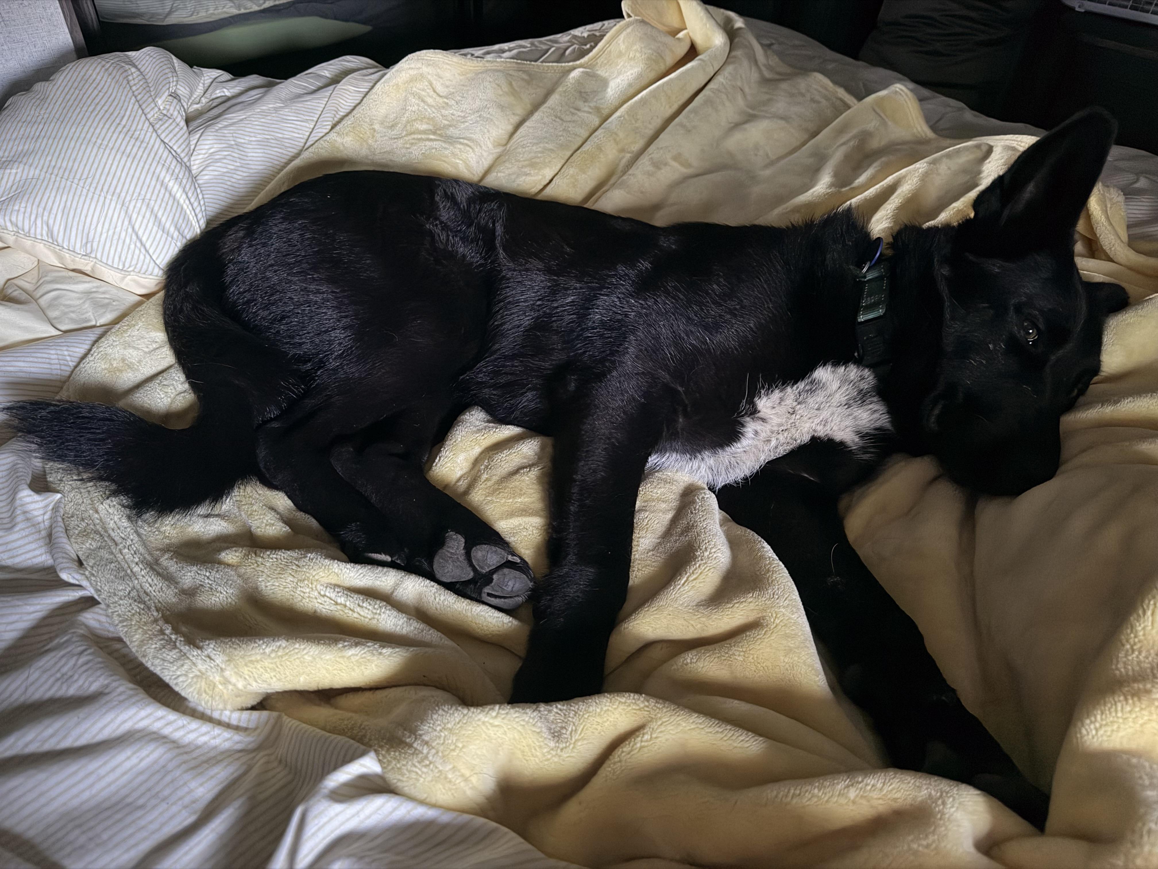 Enlarge Eb, an adoptable mixed breed in COEUR D ALENE, ID image 5/6