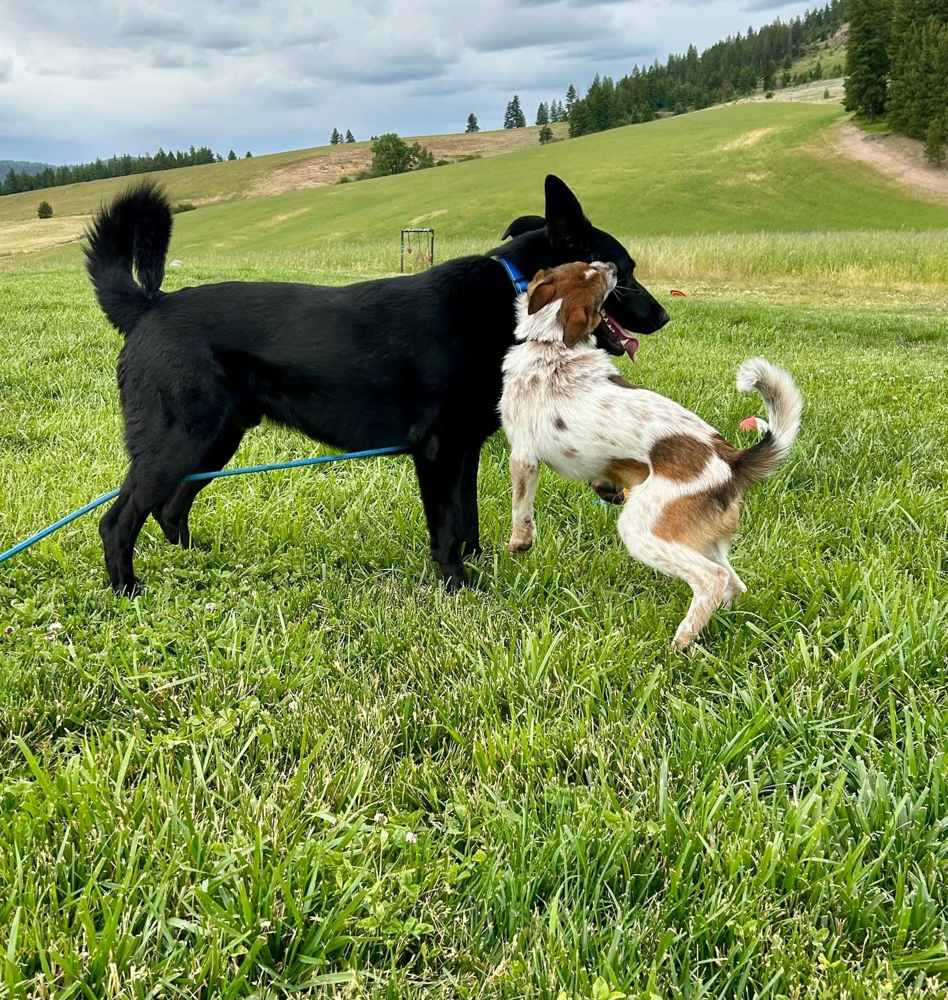 Eb, a Adoptable mixed breed in COEUR D ALENE, ID image 4/4