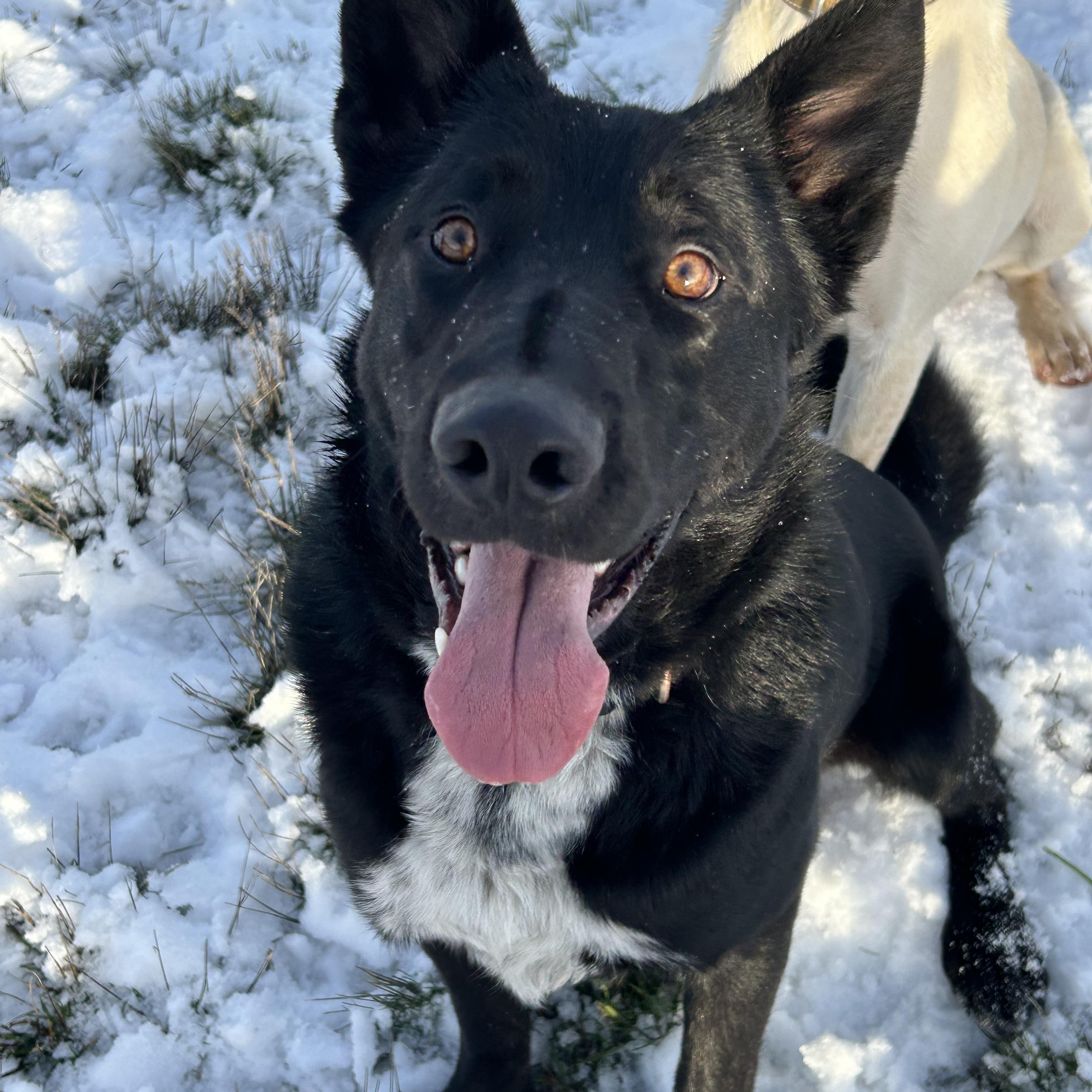 Eb, a Adoptable mixed breed in COEUR D ALENE, ID image 1/4