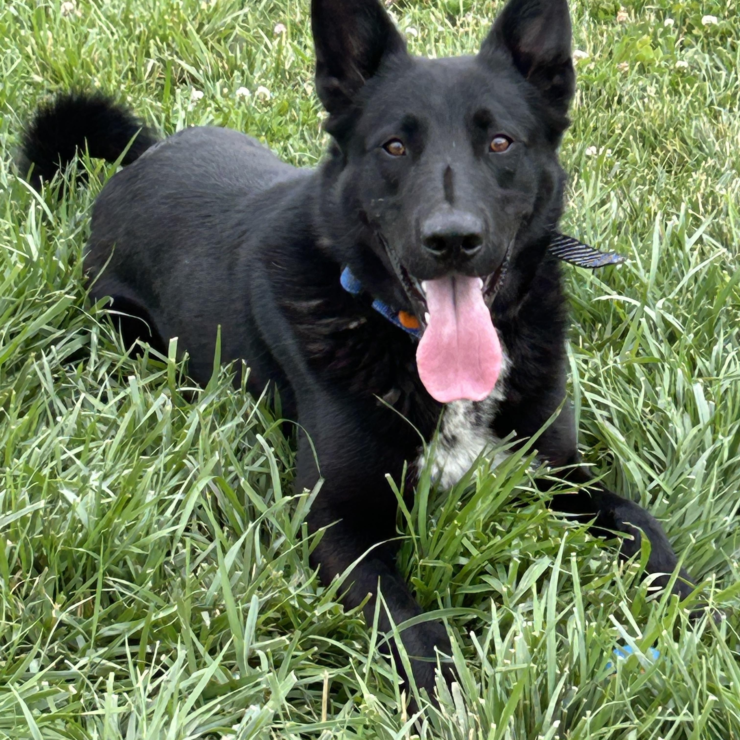 Eb, Adoptable, Adult Male German Shepherd Dog & Border Collie.