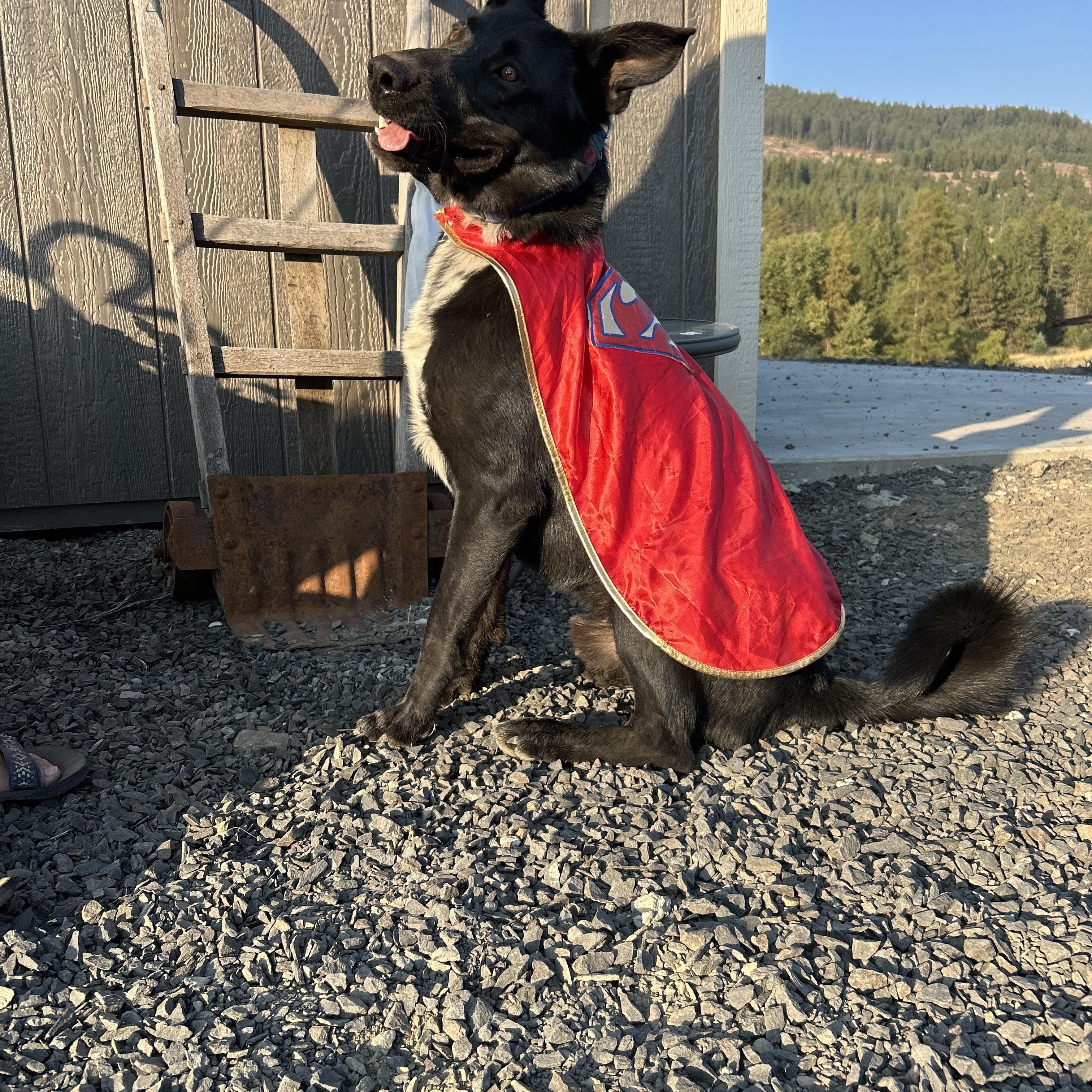 Eb, an adoptable German Shepherd Dog, Border Collie in COEUR D ALENE, ID, 83814 | Photo Image 3