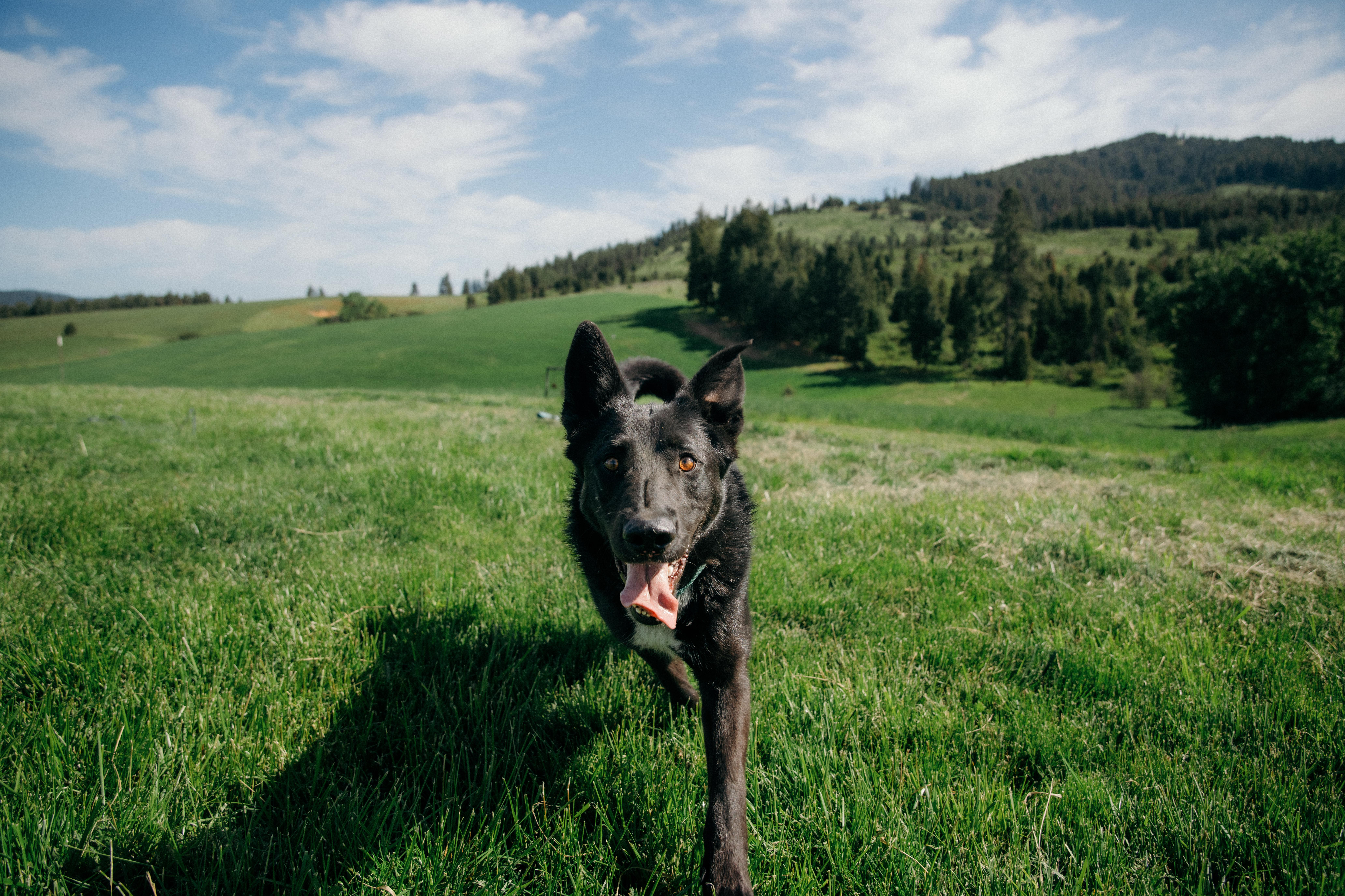 Eb, adoptable, Adult Male German Shepherd Dog & Australian Cattle Dog / Blue Heeler.