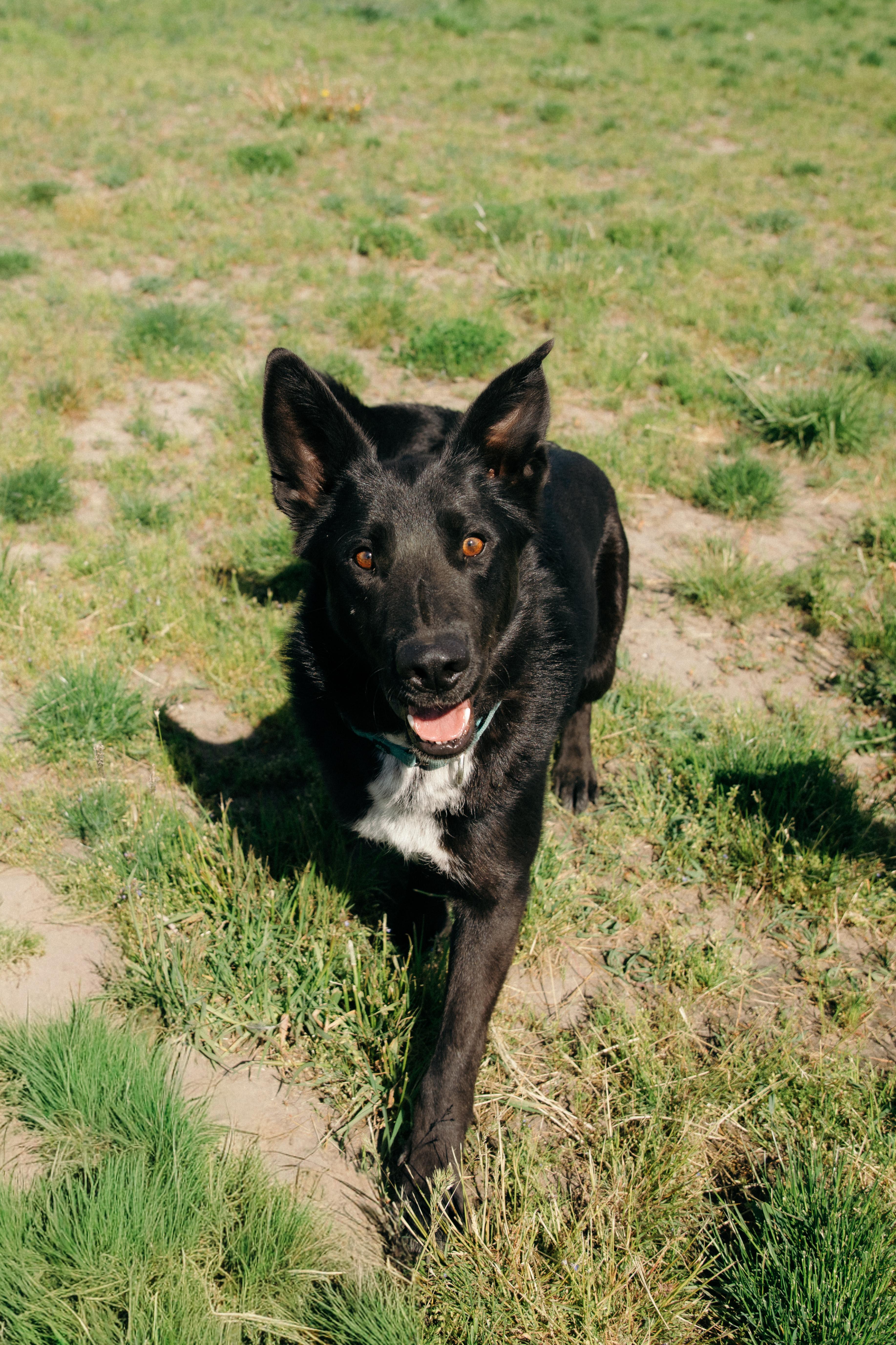 Enlarge Eb, an adoptable mixed breed in COEUR D ALENE, ID image 6/6