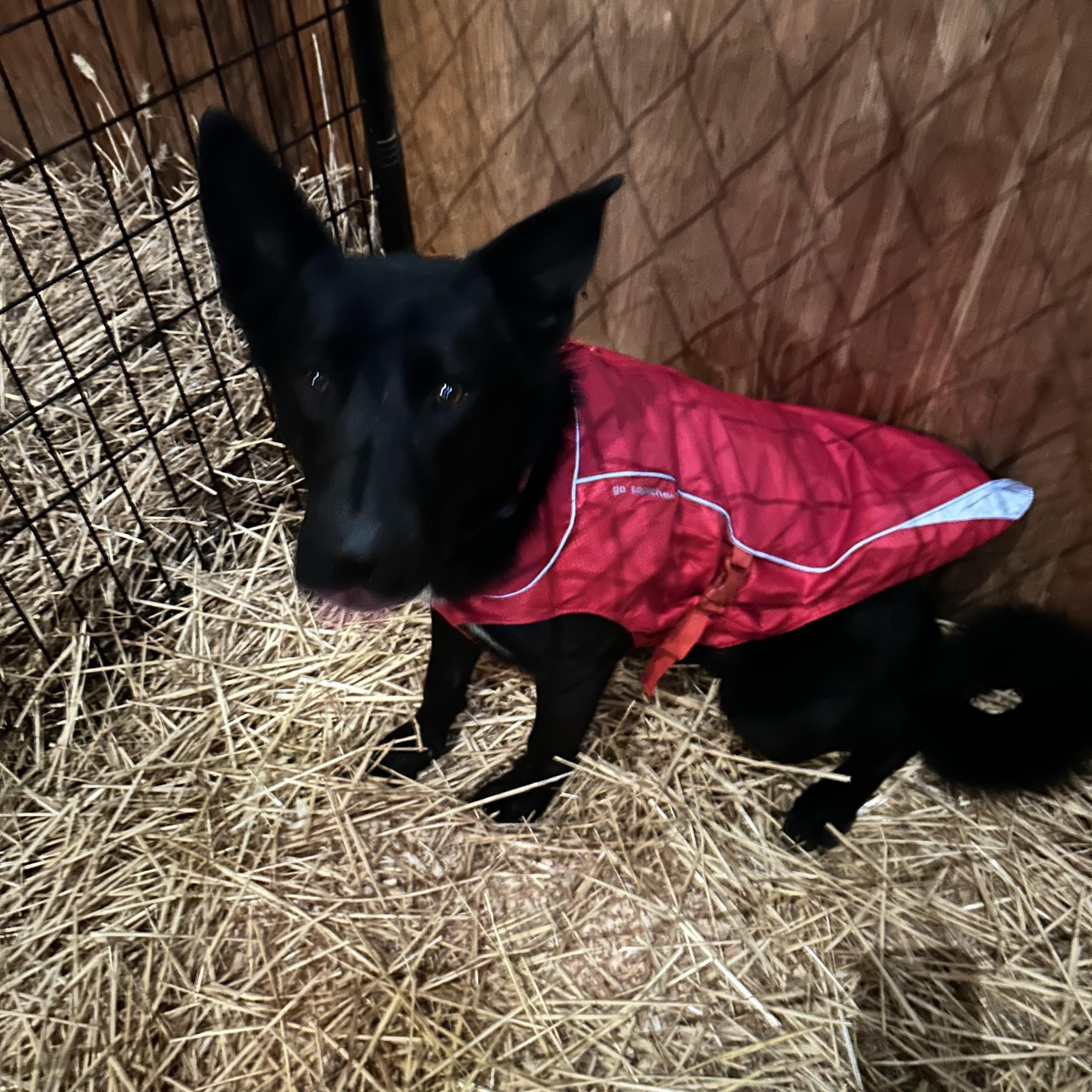 Eb, an adoptable German Shepherd Dog, Border Collie in COEUR D ALENE, ID, 83814 | Photo Image 1