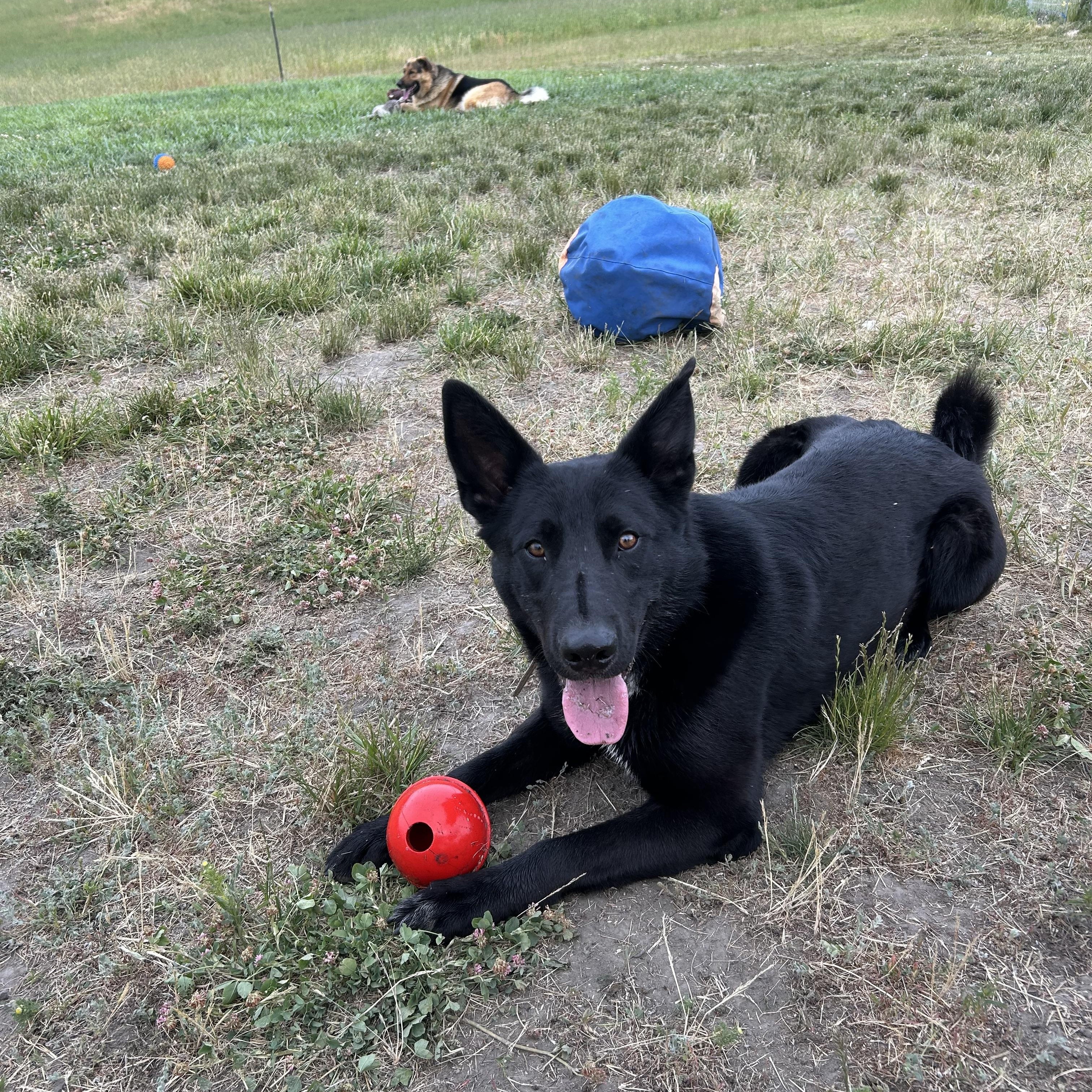 Eb, an adoptable German Shepherd Dog, Border Collie in COEUR D ALENE, ID, 83814 | Photo Image 4