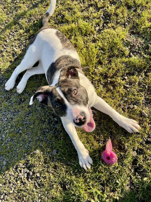 Babygirl Aka Beegee, Adoptable, Young Female Pit Bull Terrier.