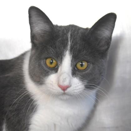Enlarge Derrick, a Adoptable Domestic Short Hair in Flagstaff, AZ image 1/1