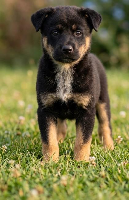Enlarge Johnny Cash, a Adoptable mixed breed in Guntersville, AL image 1/1