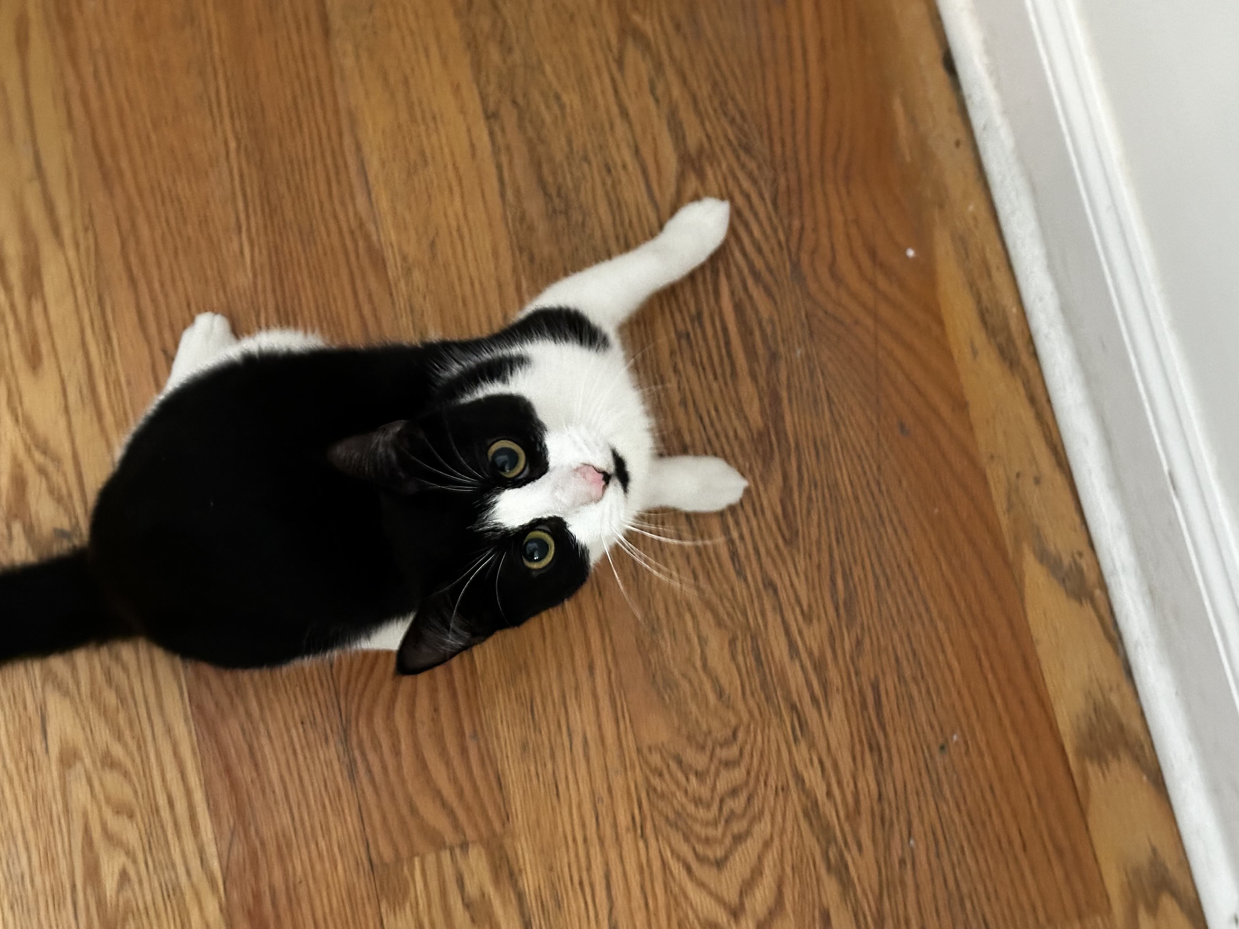 Masik, Adoptable, Adult Male Domestic Short Hair.