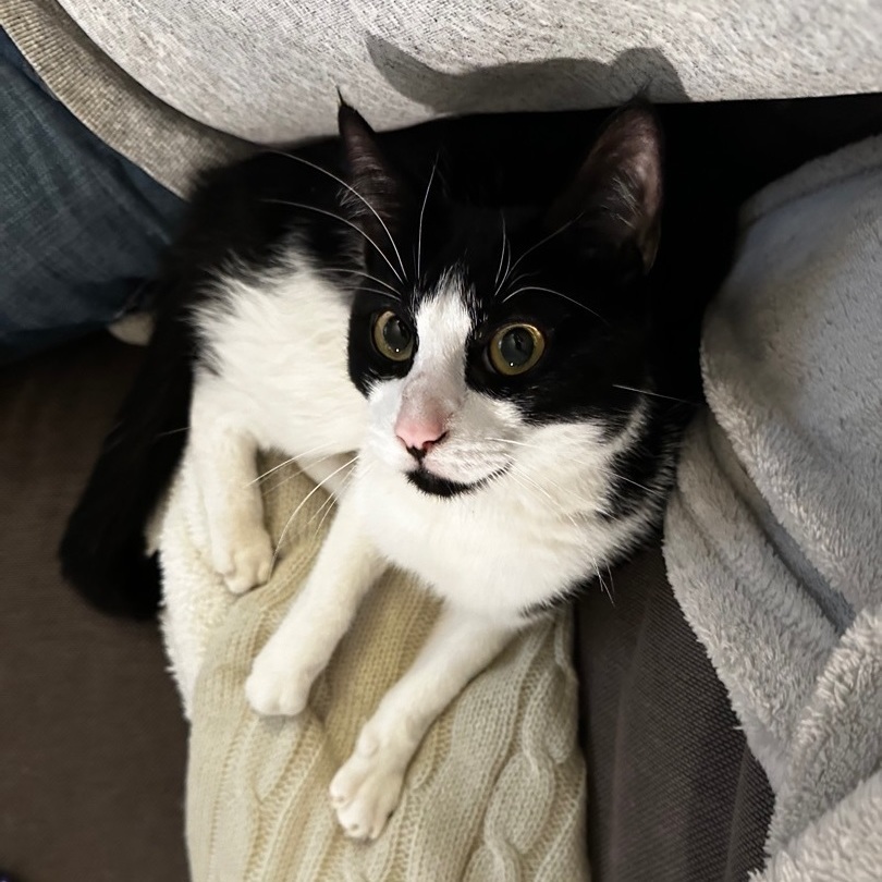 Enlarge Masik, a Adoptable Domestic Short Hair in Brooklyn, NY image 2/6