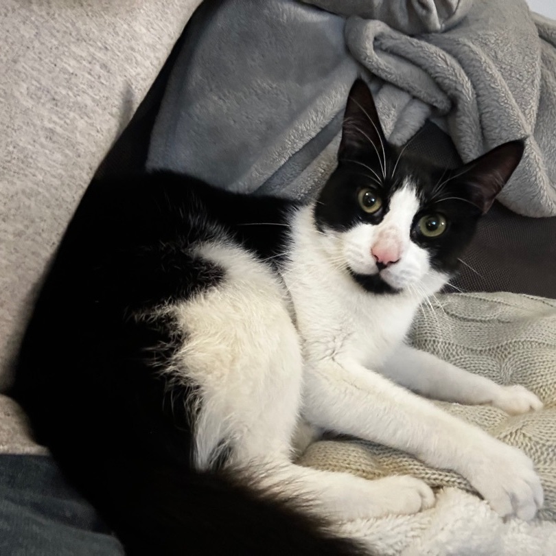 Enlarge Masik, a Adoptable Domestic Short Hair in Brooklyn, NY image 3/6