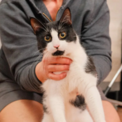 Enlarge Masik, a Adoptable Domestic Short Hair in Brooklyn, NY image 4/6