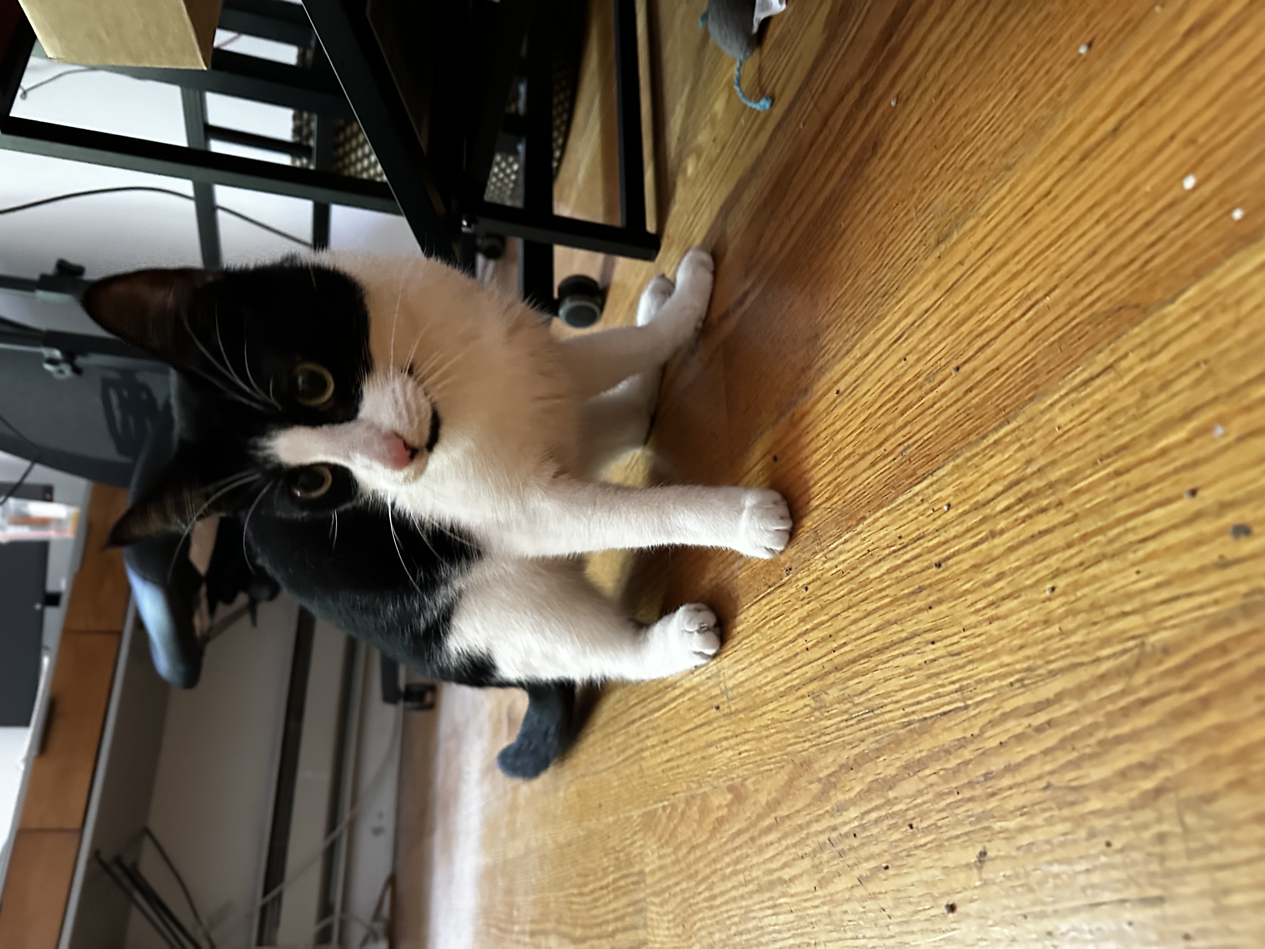 Enlarge Masik, a Adoptable Domestic Short Hair in Brooklyn, NY image 5/6