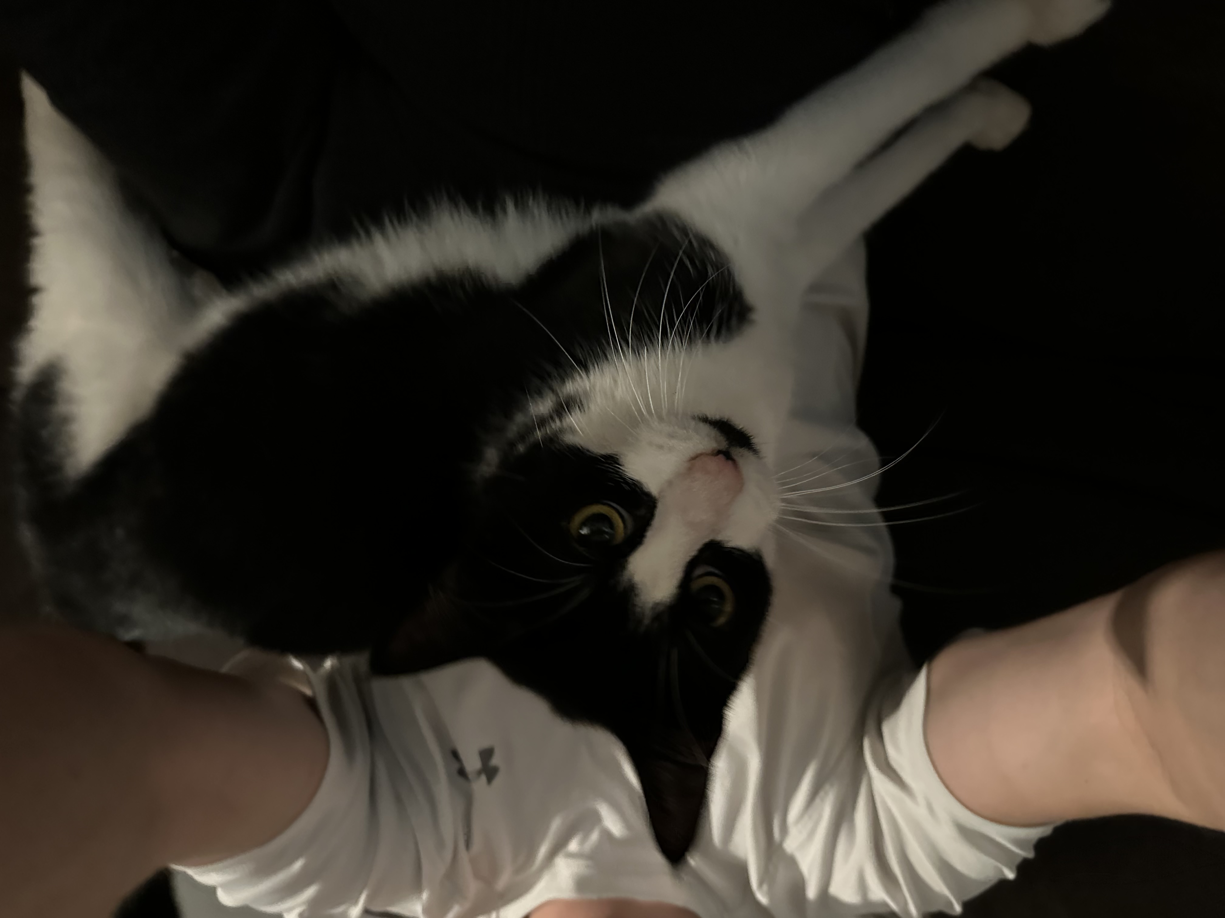 Enlarge Masik, a Adoptable Domestic Short Hair in Brooklyn, NY image 6/6