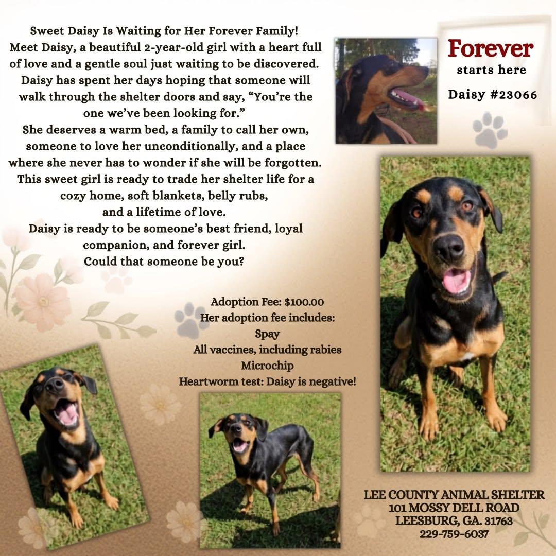 Daisy, Adopted, Young Female Doberman Pinscher.