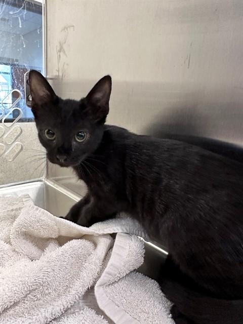 Enlarge A344586, a Adoptable Domestic Short Hair in San Luis Obispo, CA image 1/1